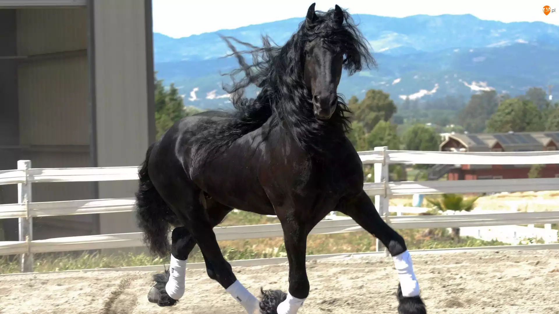 Koń, Piękny, Czarny