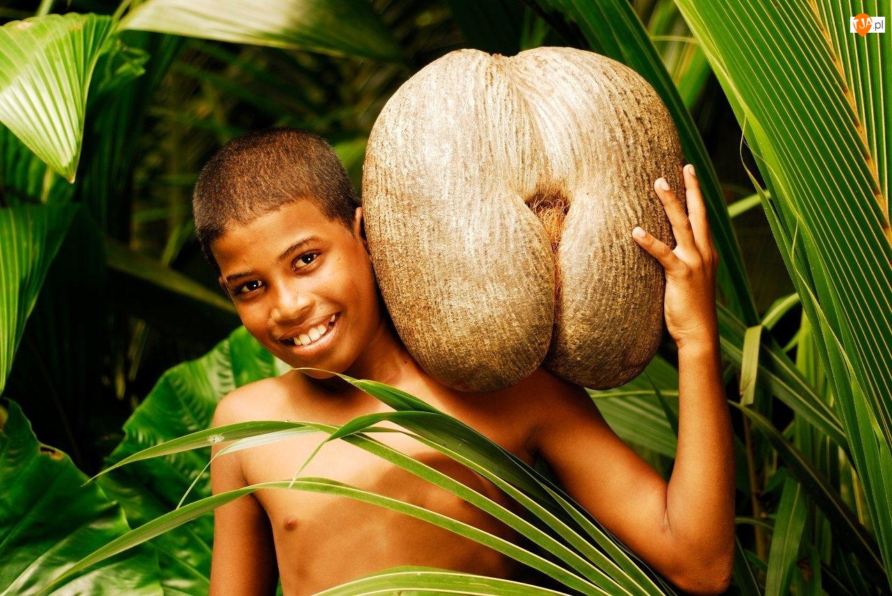 Srilanka, Chłopiec, Orzech, Kokosowy