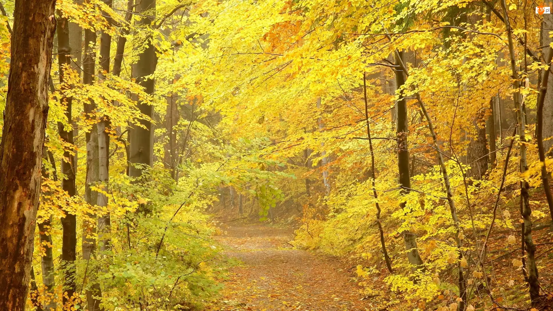 Ścieżka, Drzewa, Jesienna
