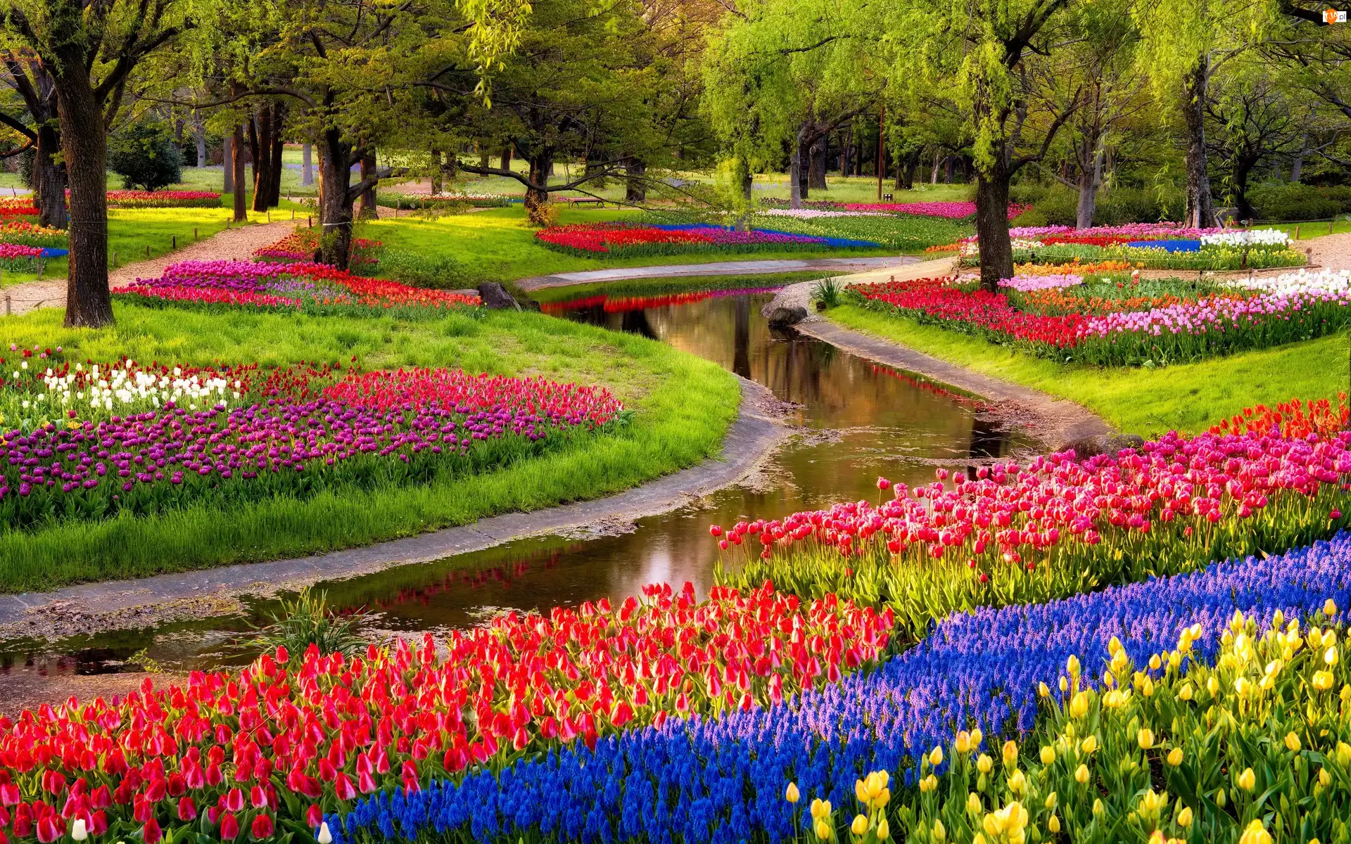 Park, Tulipany, Rzeczka, Kwiaty