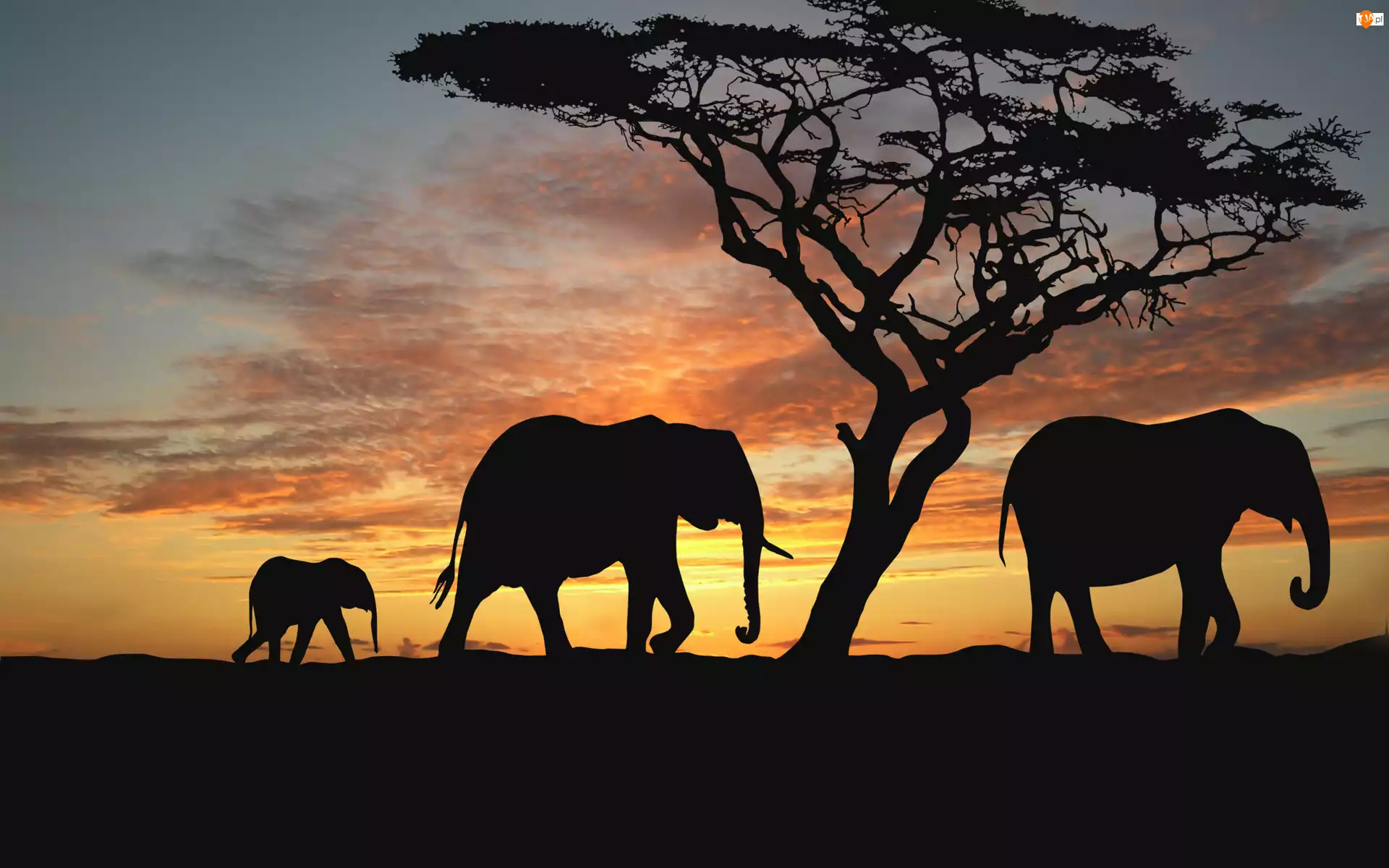 Słonie, Baobab, Zachód, Słońca