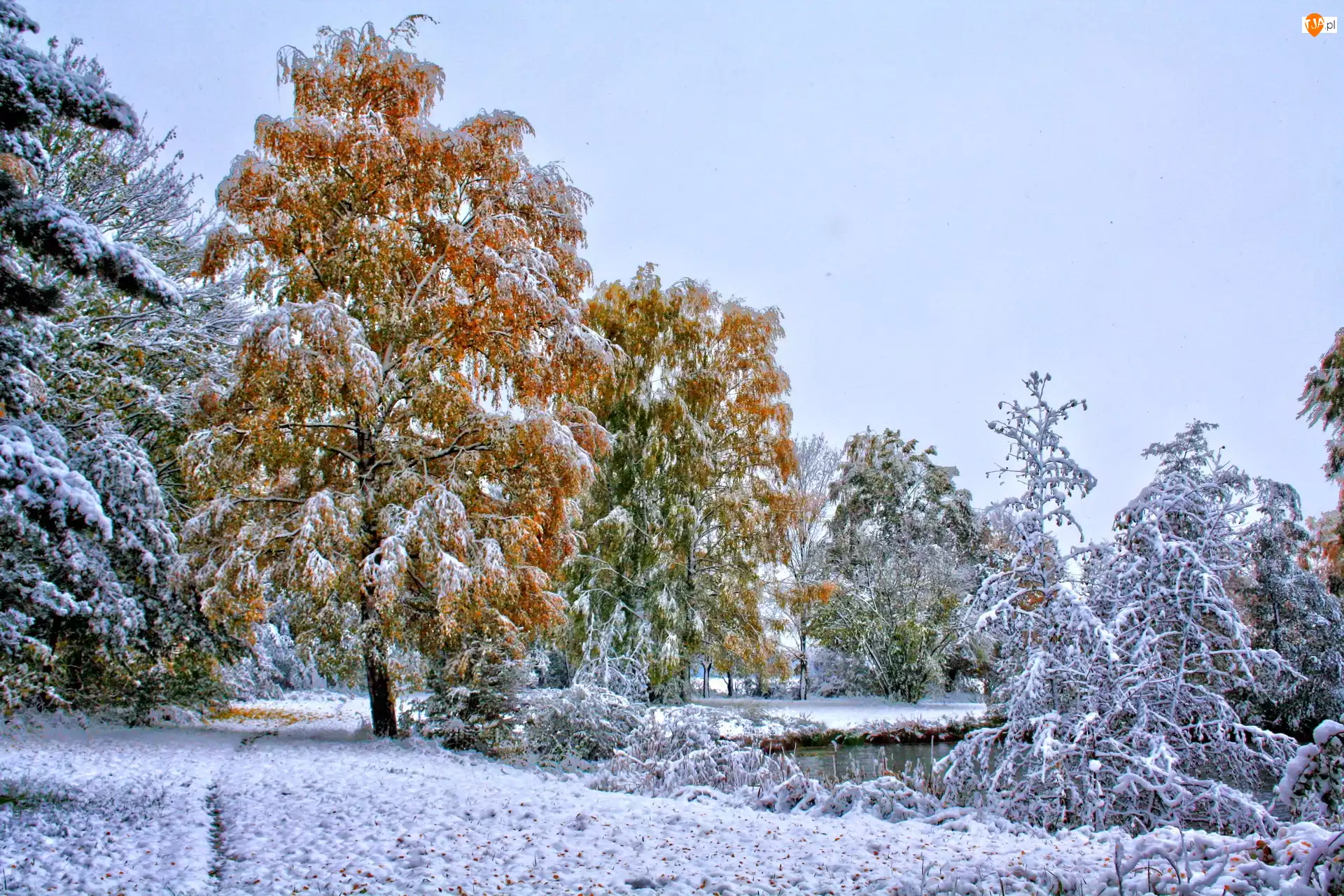 Śnieg, Drzewa, Szadź
