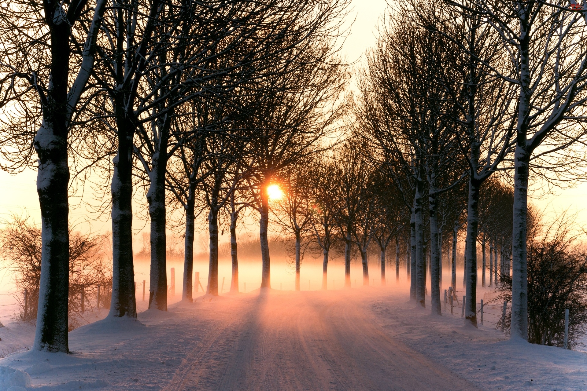 Śnieg, Droga, Mgła, Drzewa, Słońce