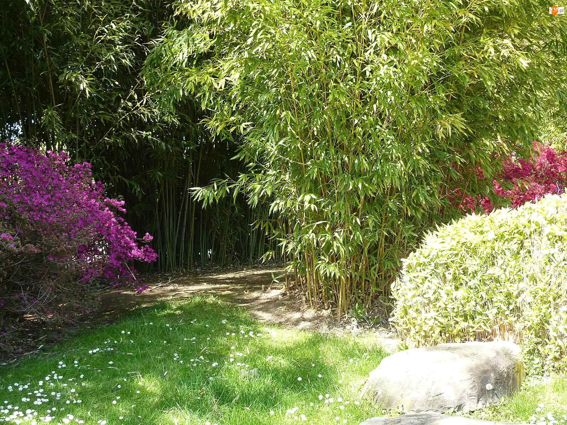 Różanecznik, Ogród, Azalie