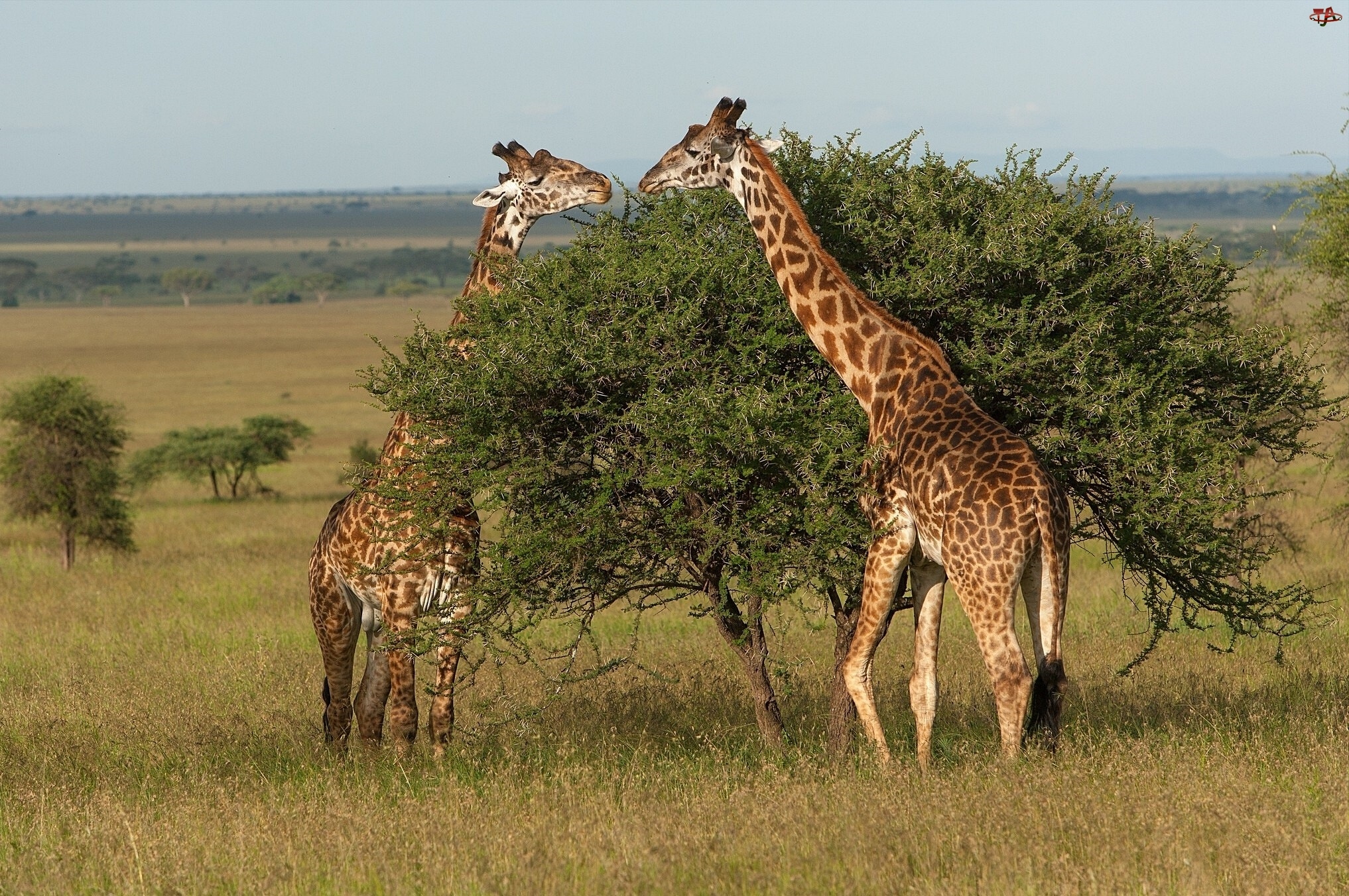 Tanzania, Żyrafy, Sawanna, Park Narodowy Serengeti