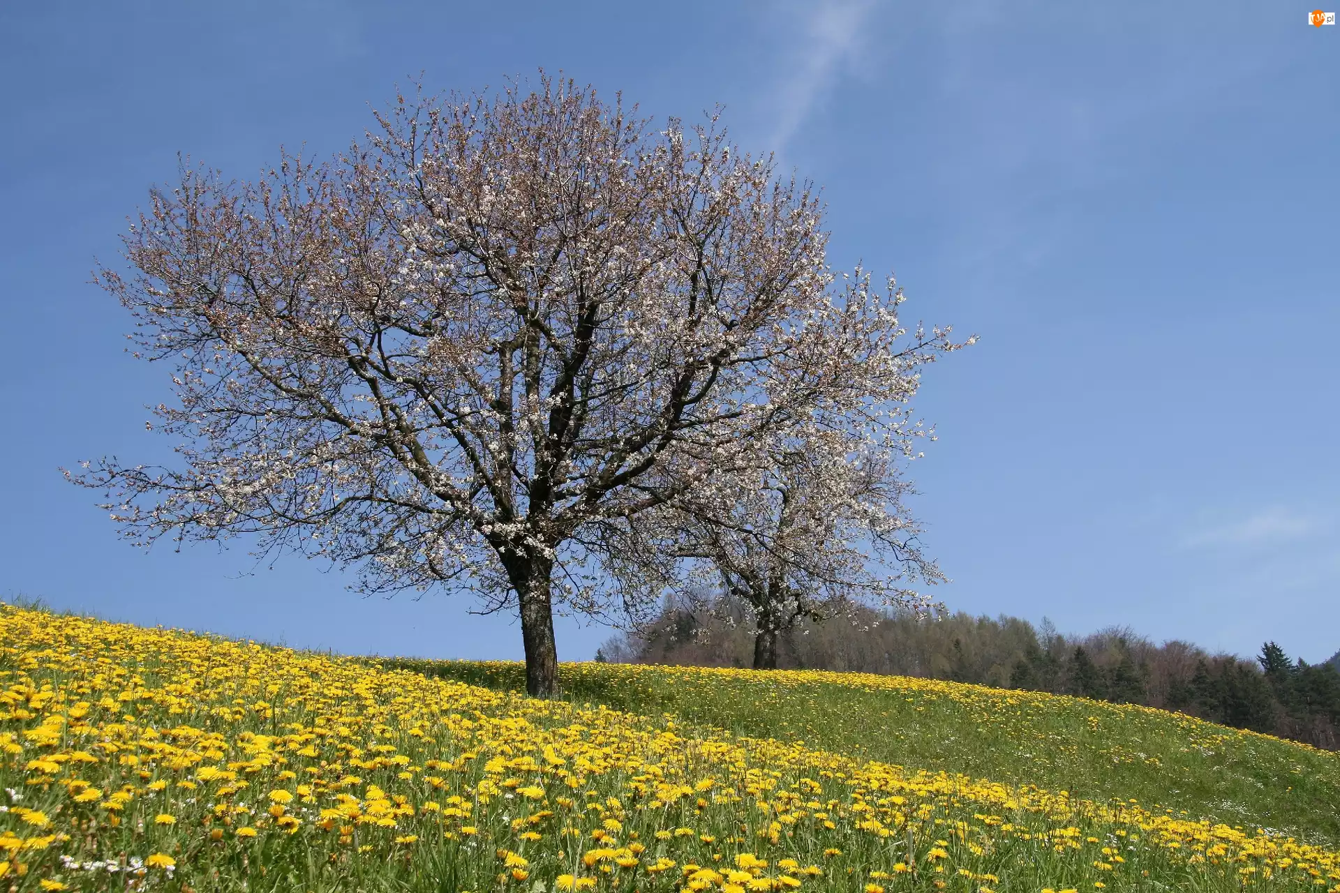 Drzewo, Łąka, Kwitnące