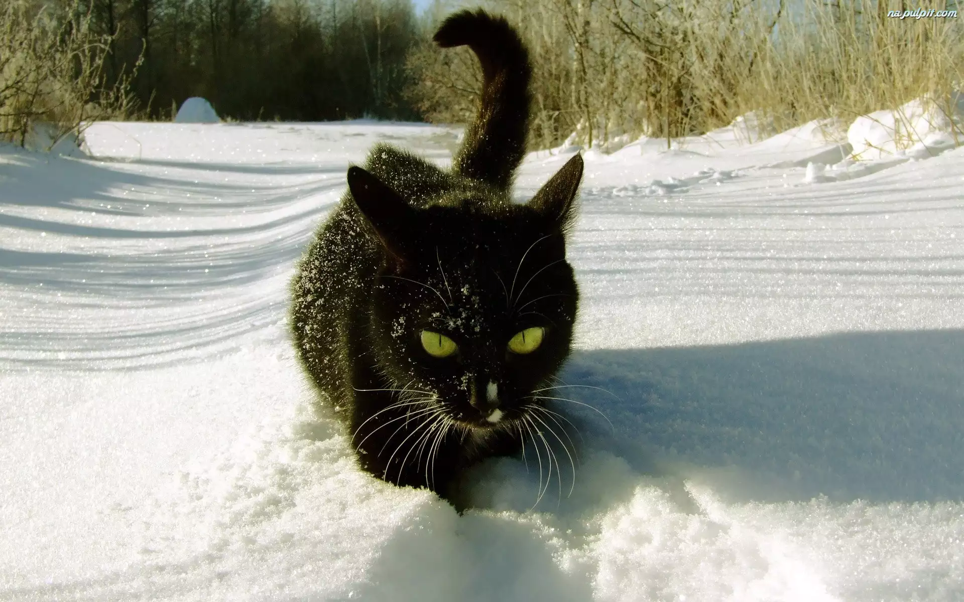 Zima, Czarny, Kot, Śnieg