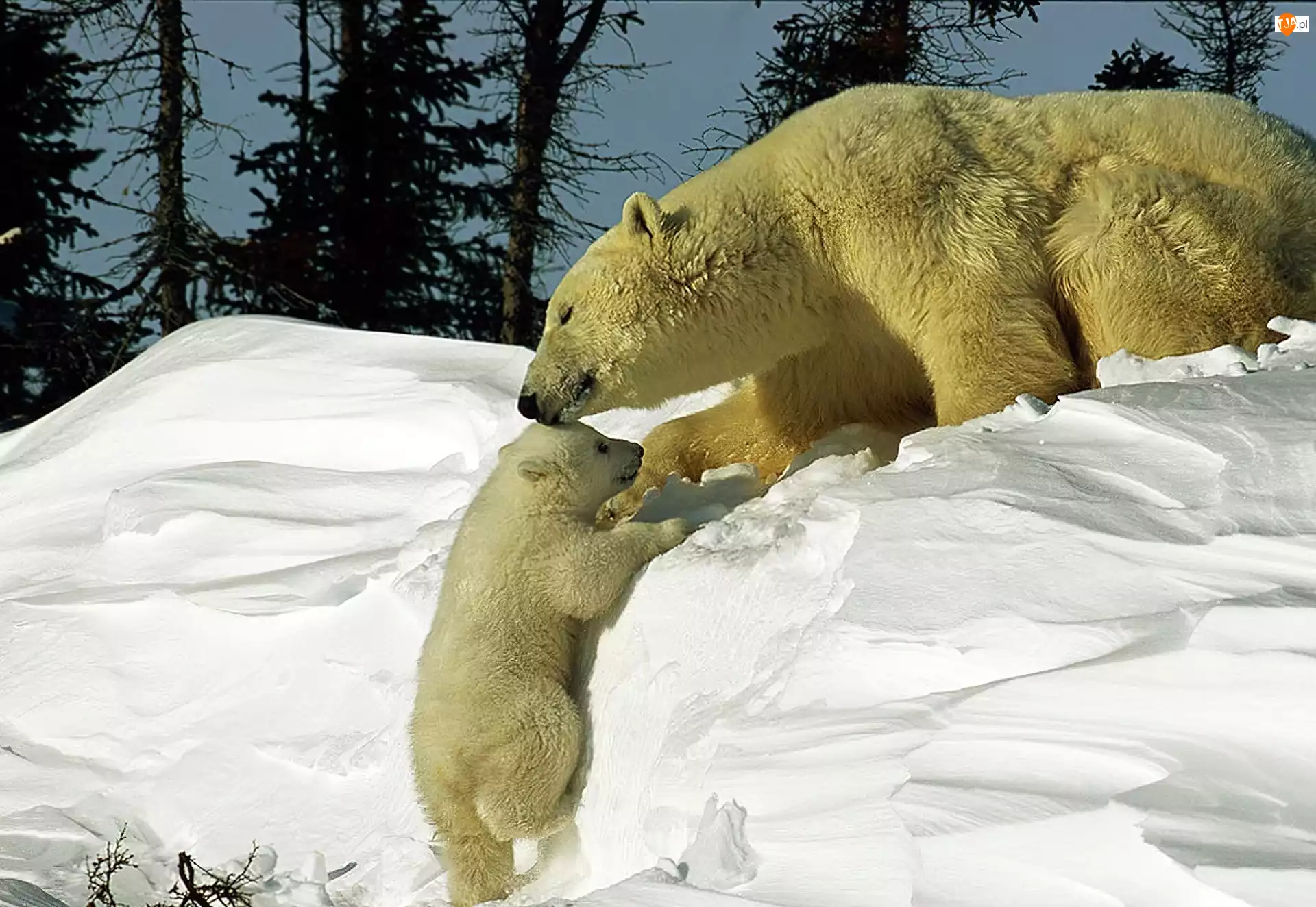 Polarne, Niedźwiedzie