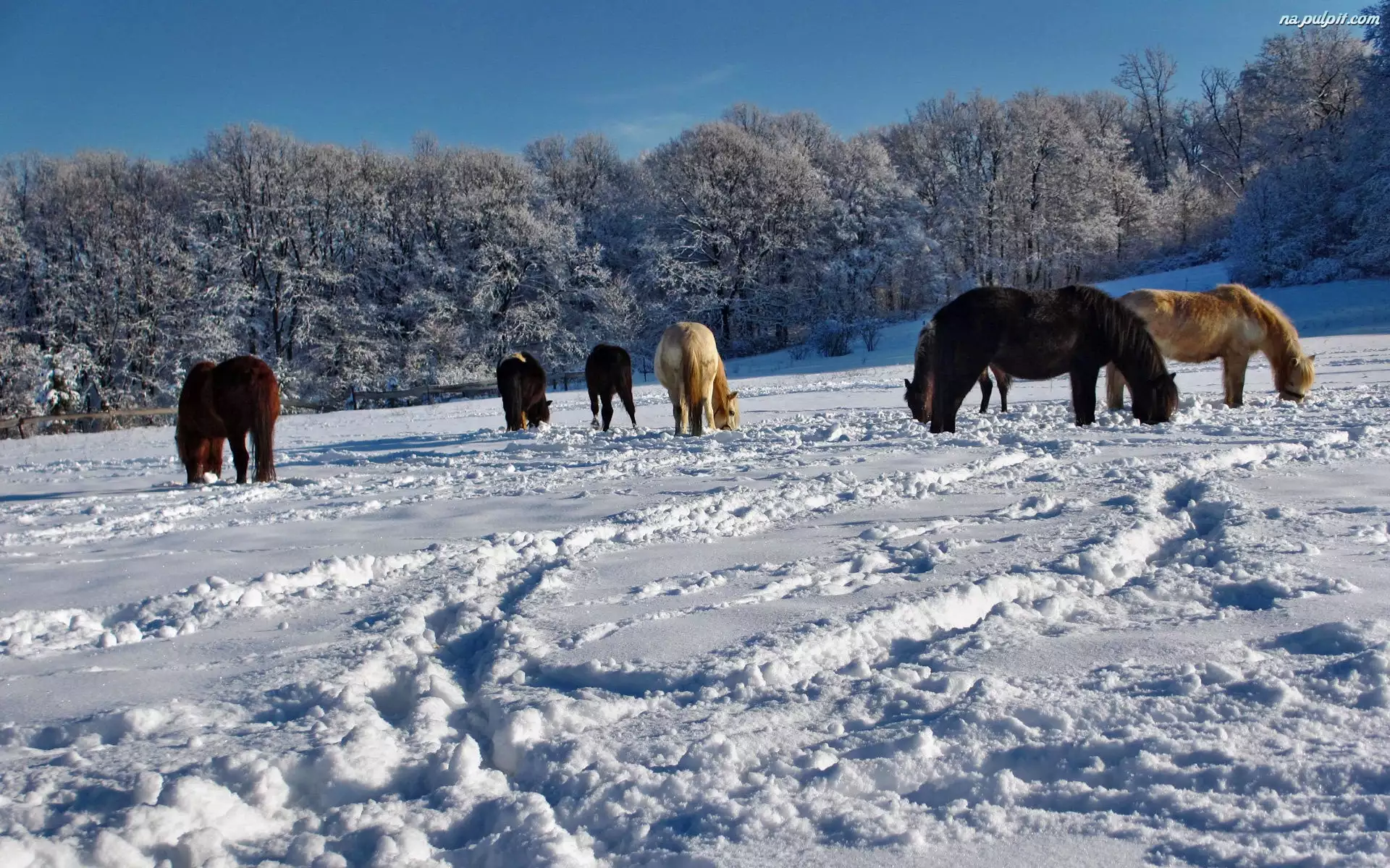 Pastwisko, Konie, Zasypane, Zima, Śniegiem