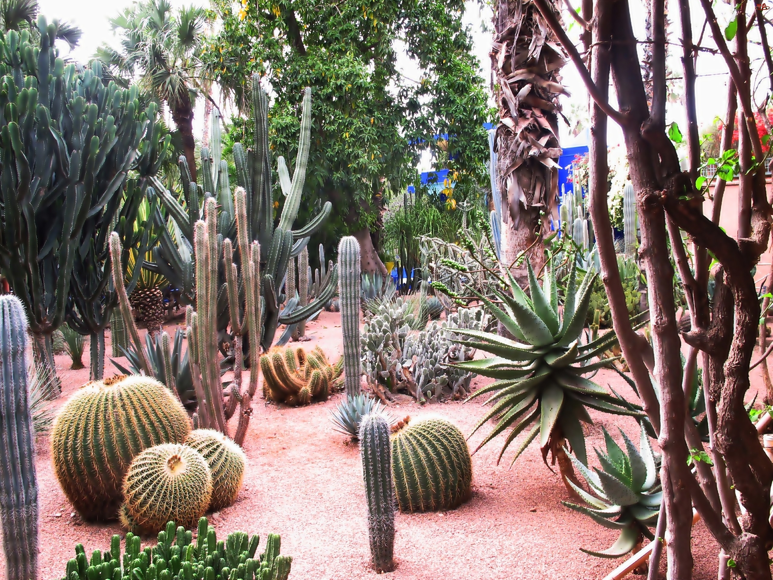Kaktusy, Egzotyczny, Ogród