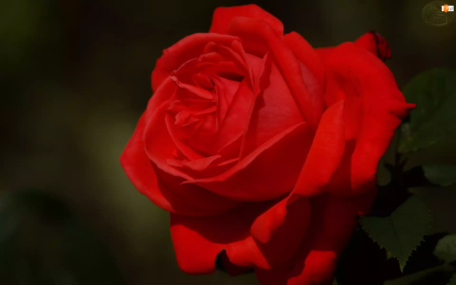 Róża, Kwiat, Czerwona