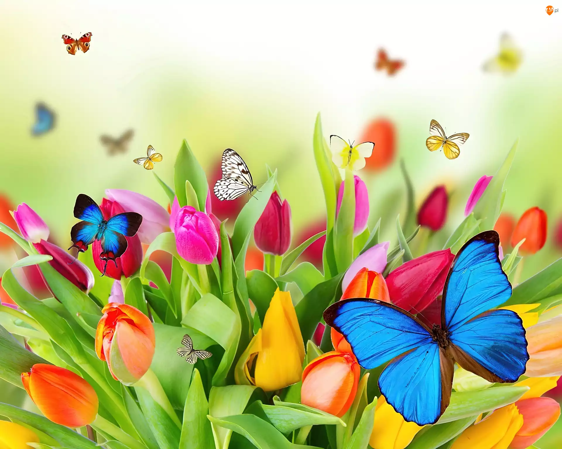 Motyle, Kolorowe, Tulipany
