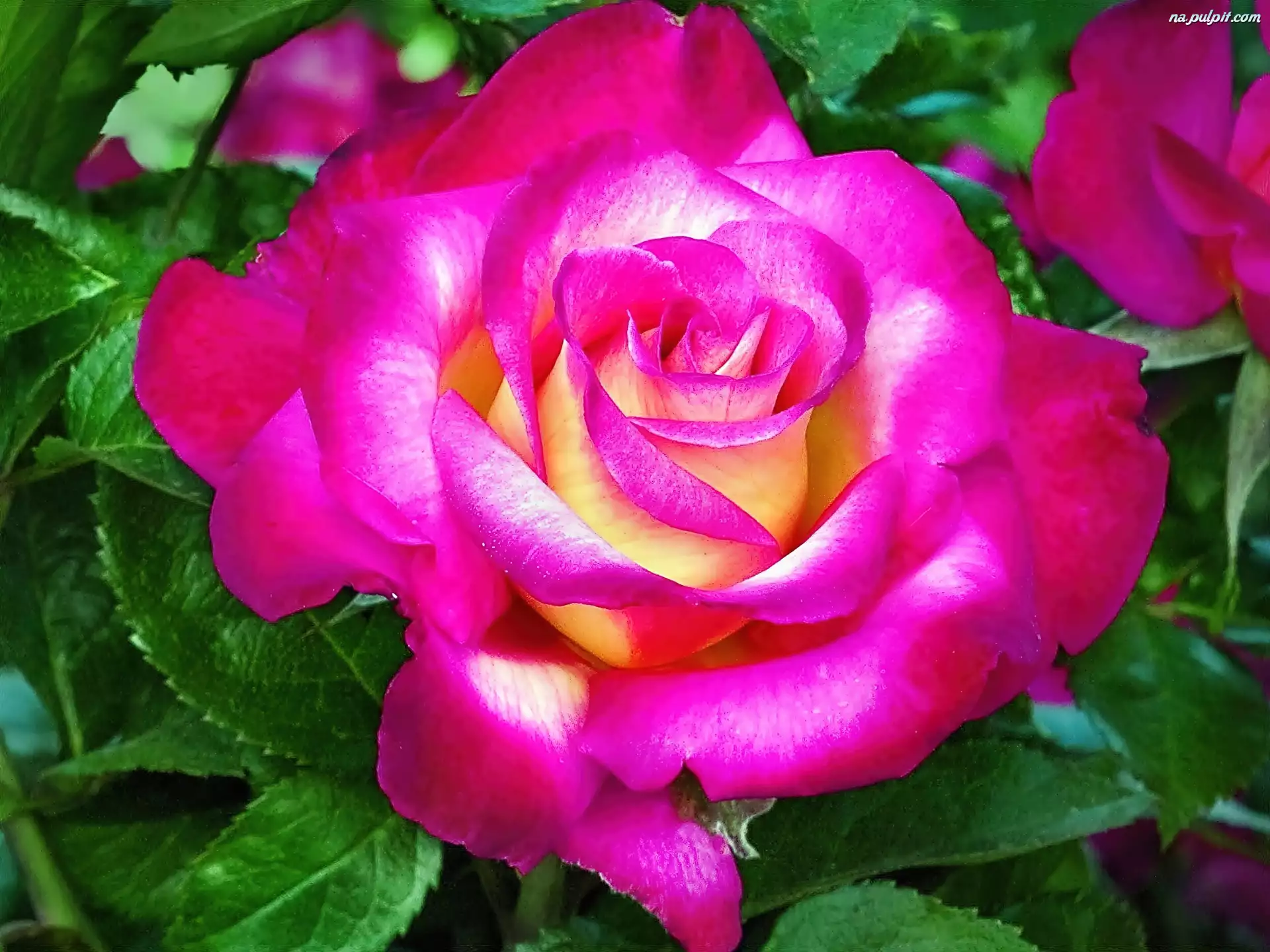 Róża, Kwiat, Purpurowa