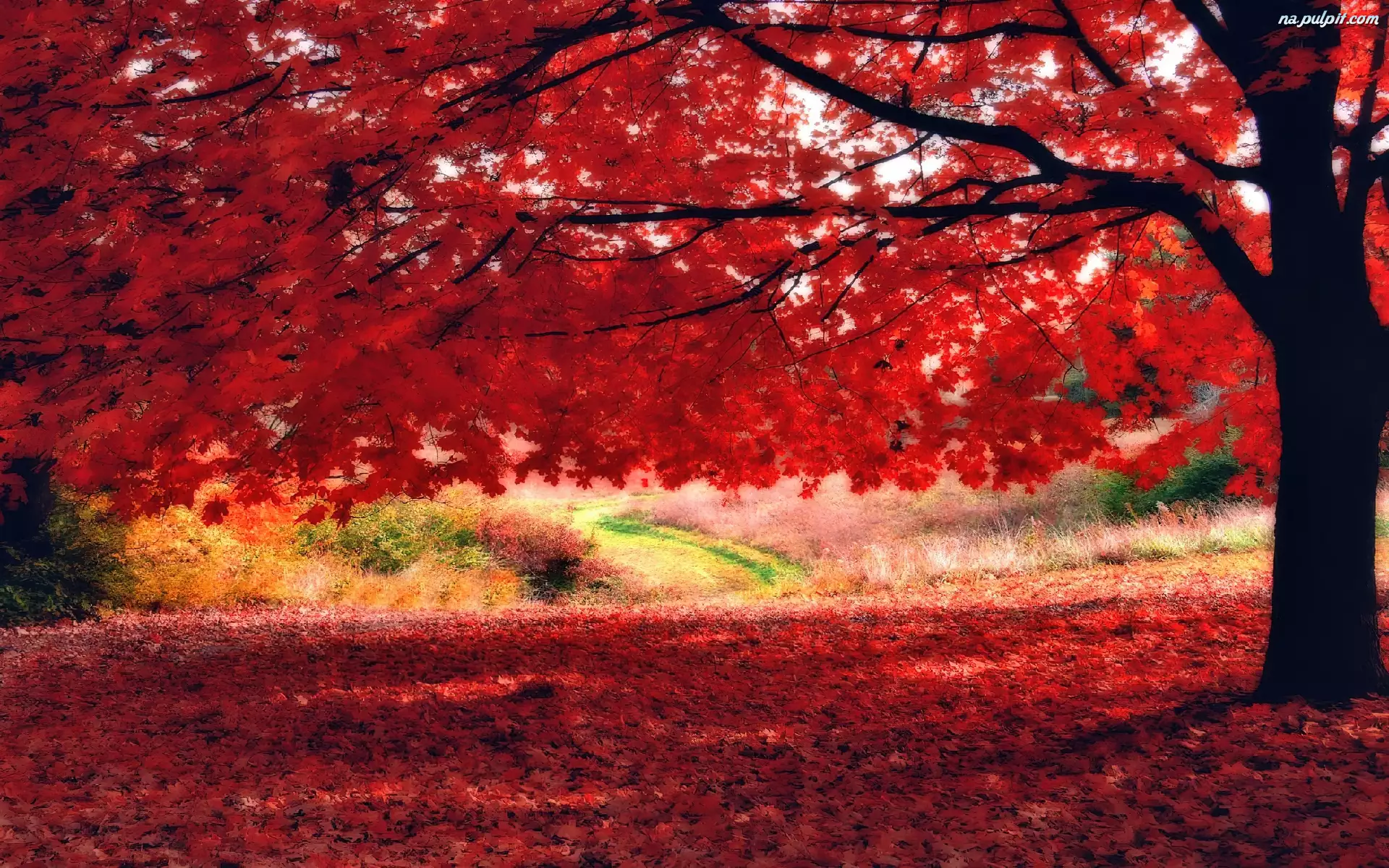 Liście, Kolorowe, Jesieni, Barwy, Drzewo