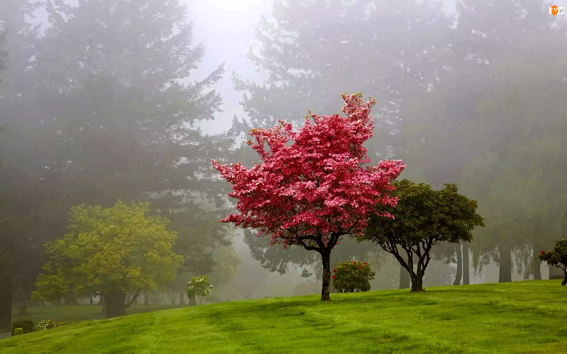 Mgła, Park, Drzewa