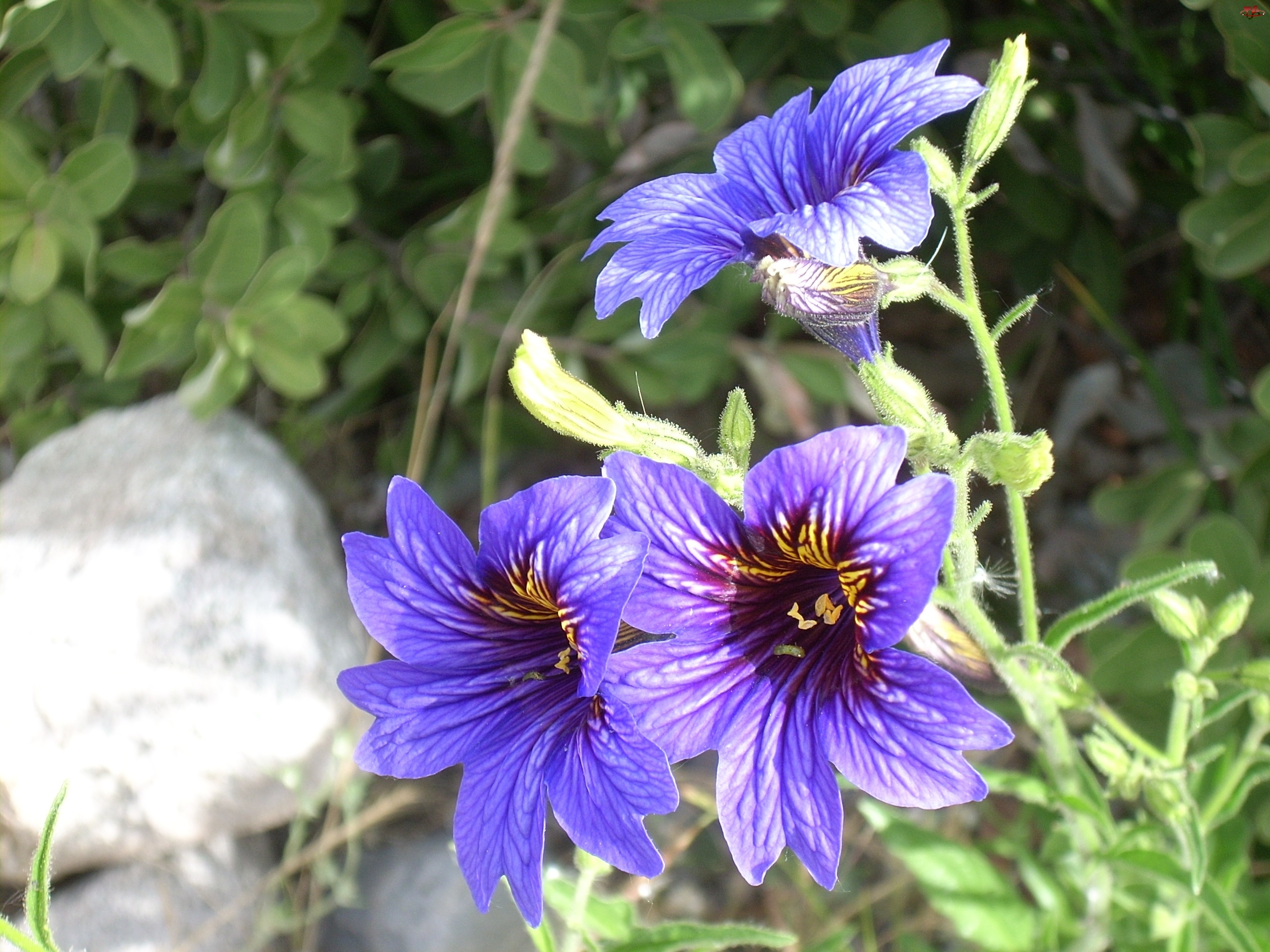 Salpiglossis Sinuata, Kwiaty