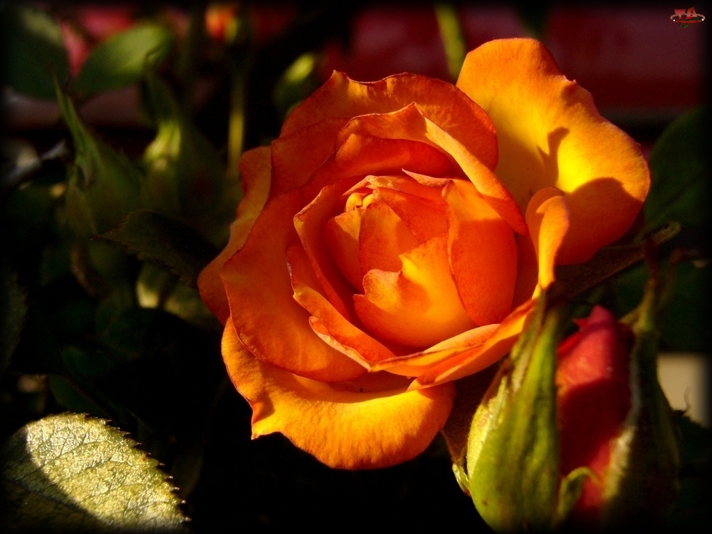 Róży, Kwiat, Pomarańczowej