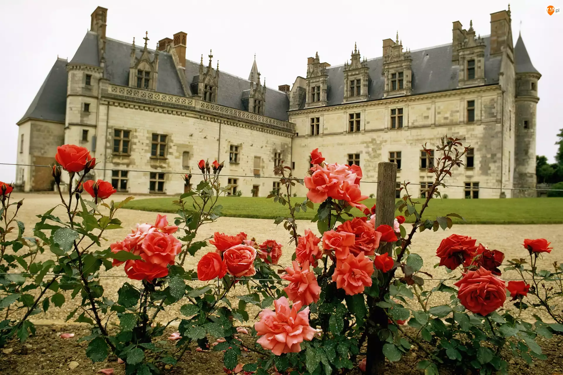Ogród, Amboise. Francja, Róże, Zamek
