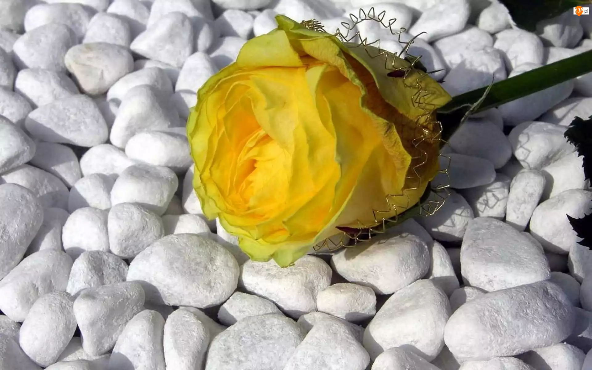 Róża, Kamienie, Żółta