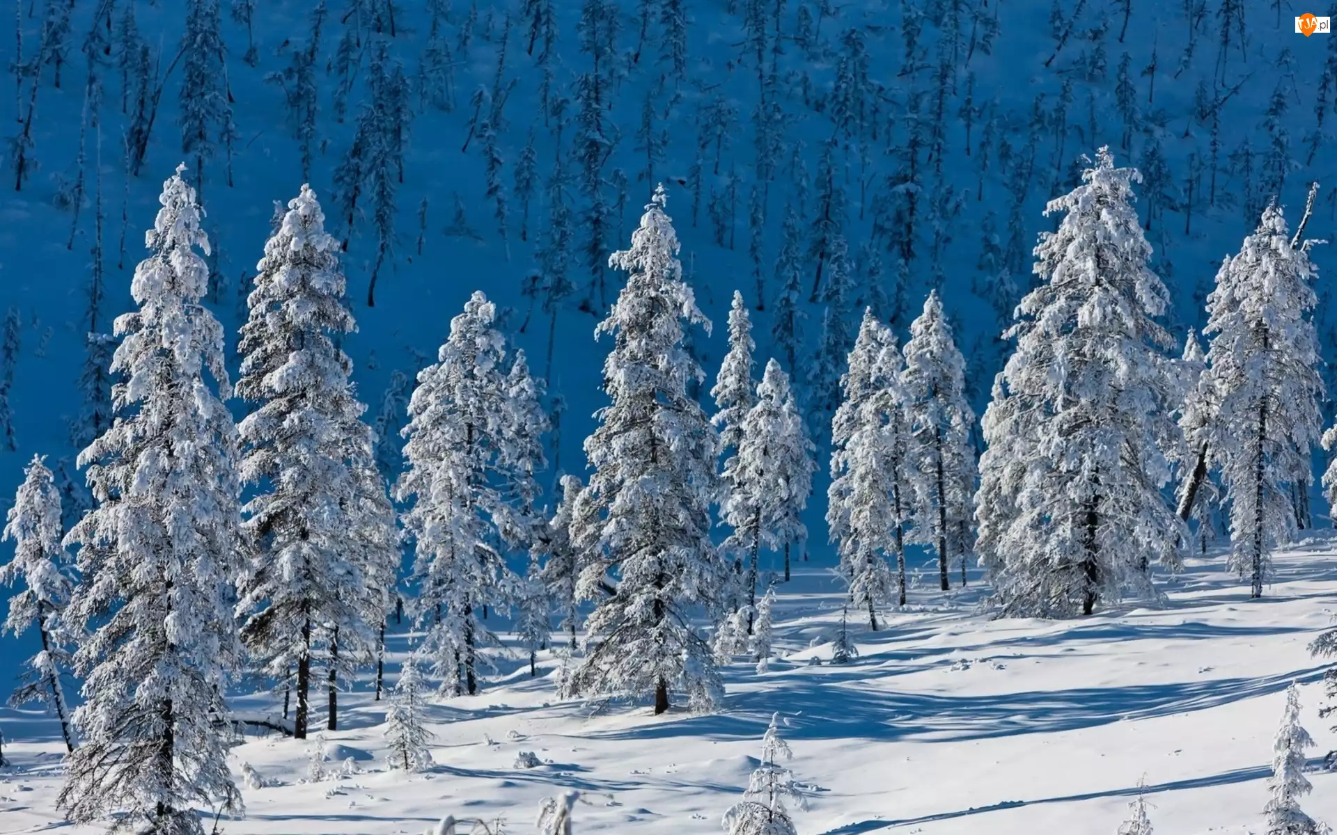 Zima, Góra, Drzewa