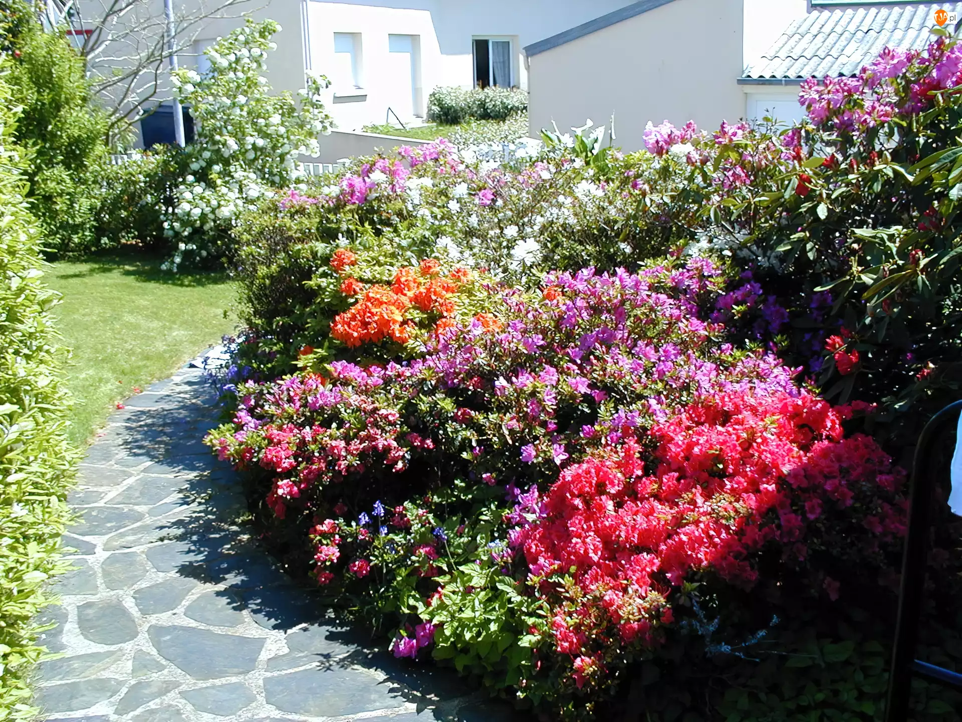 Kwitnące, Rododendronów, Ogród, Dom, Krzewy