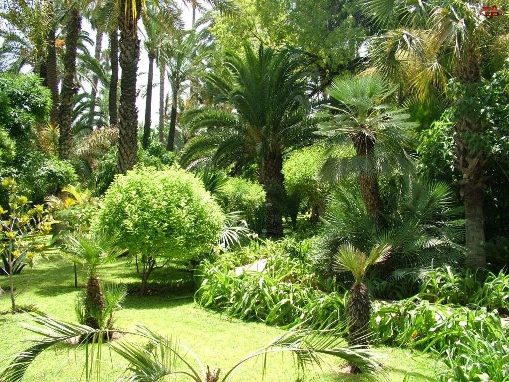 Palmy, Egzotyczny, Park