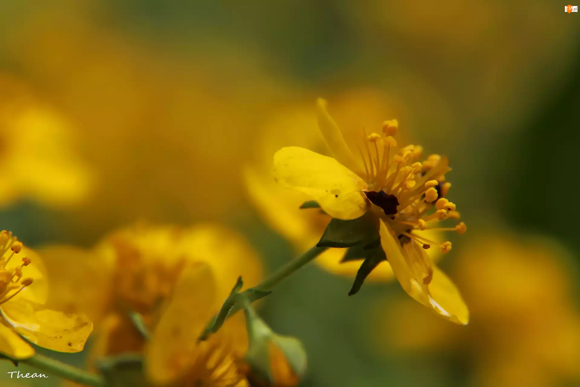 Pręciki, Żółte, Kwiaty
