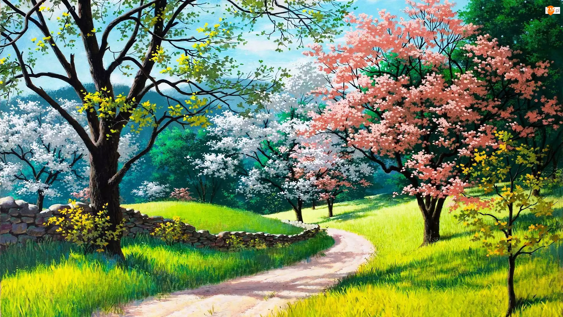 Droga, Wiosna, Kwitnące, Drzewa