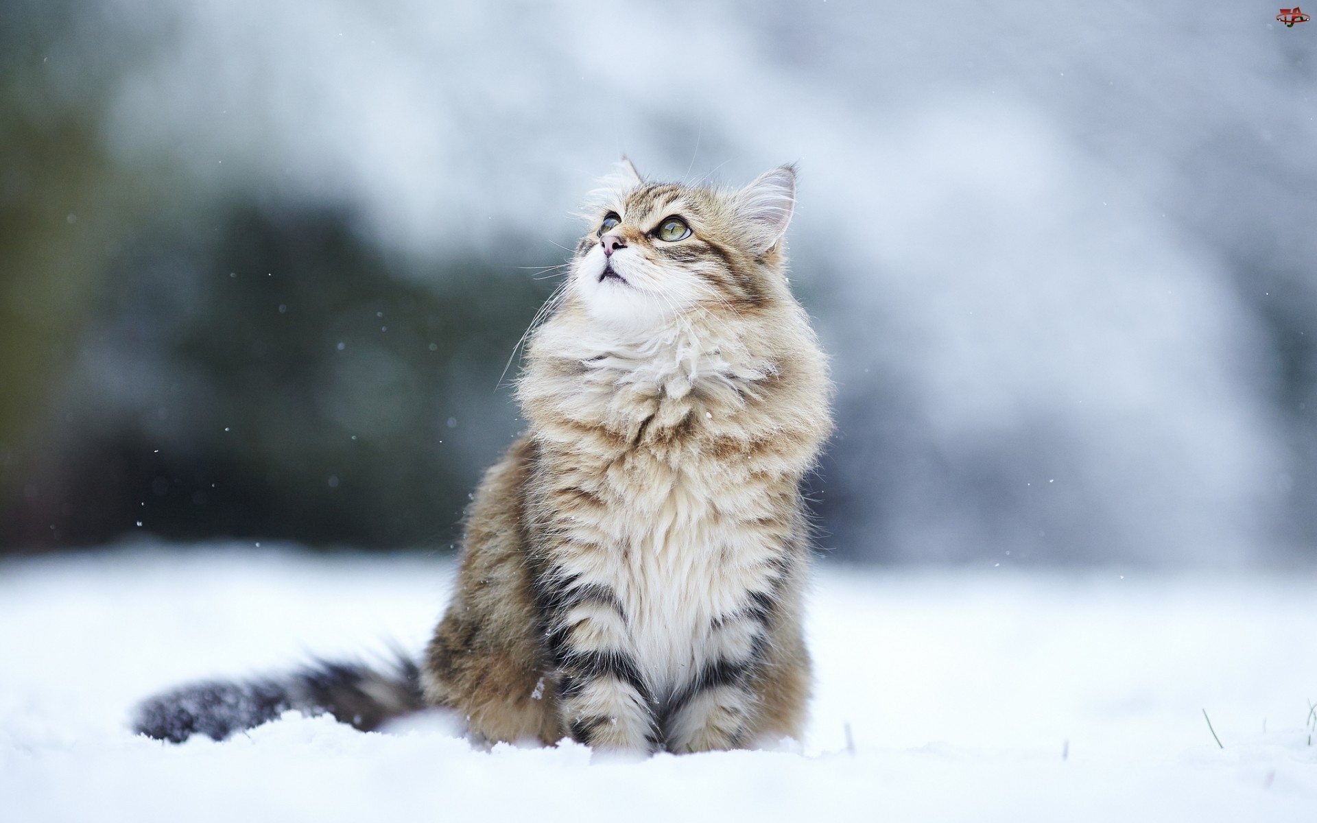 Kotek, Zima, Ździwienie, Śnieg