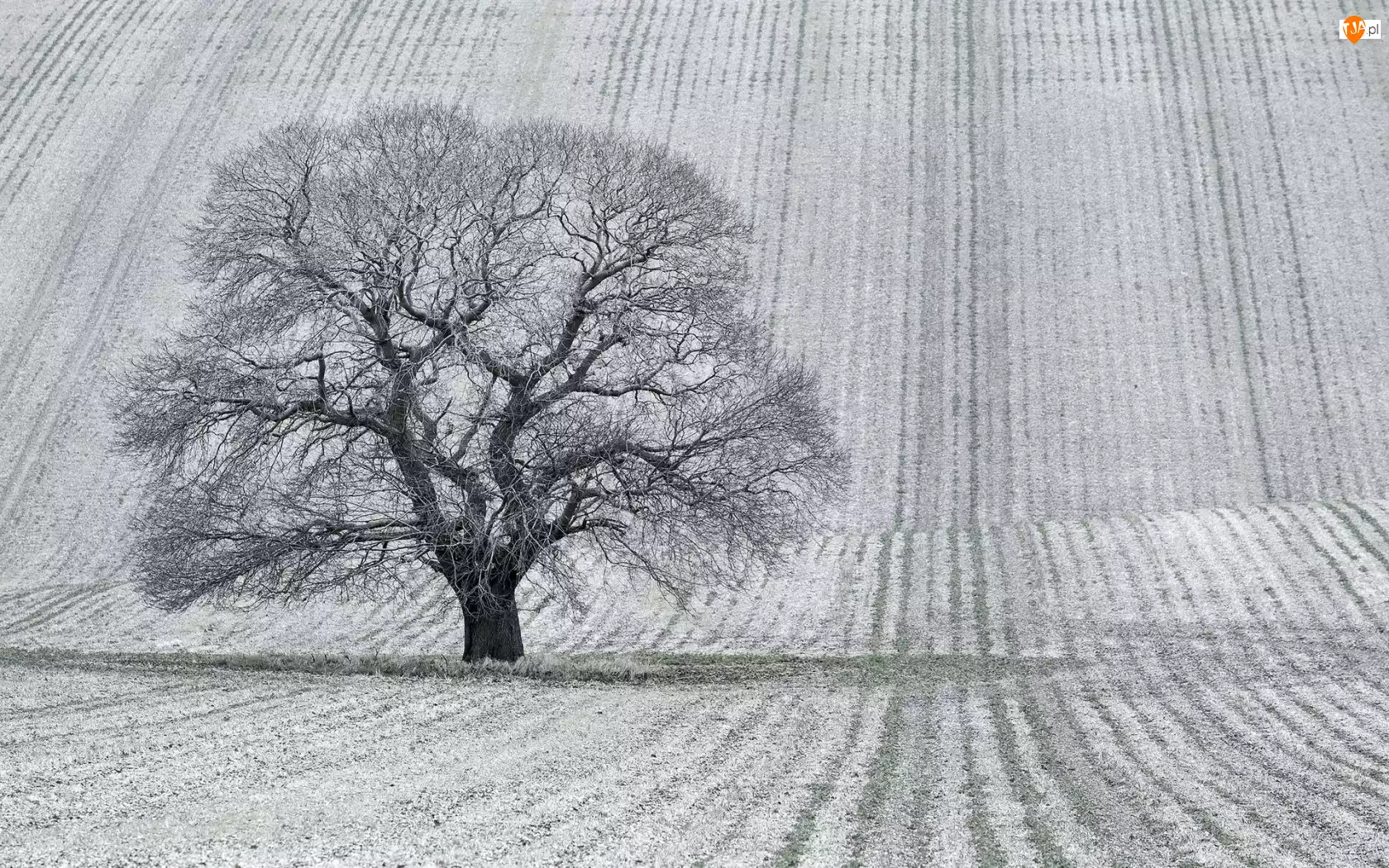 Zima, Drzewo, Pola