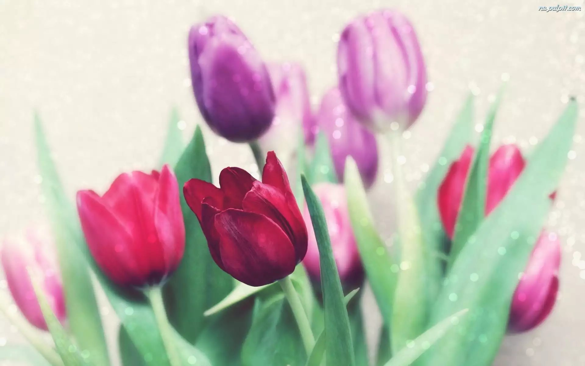 Tulipany, Kwiaty