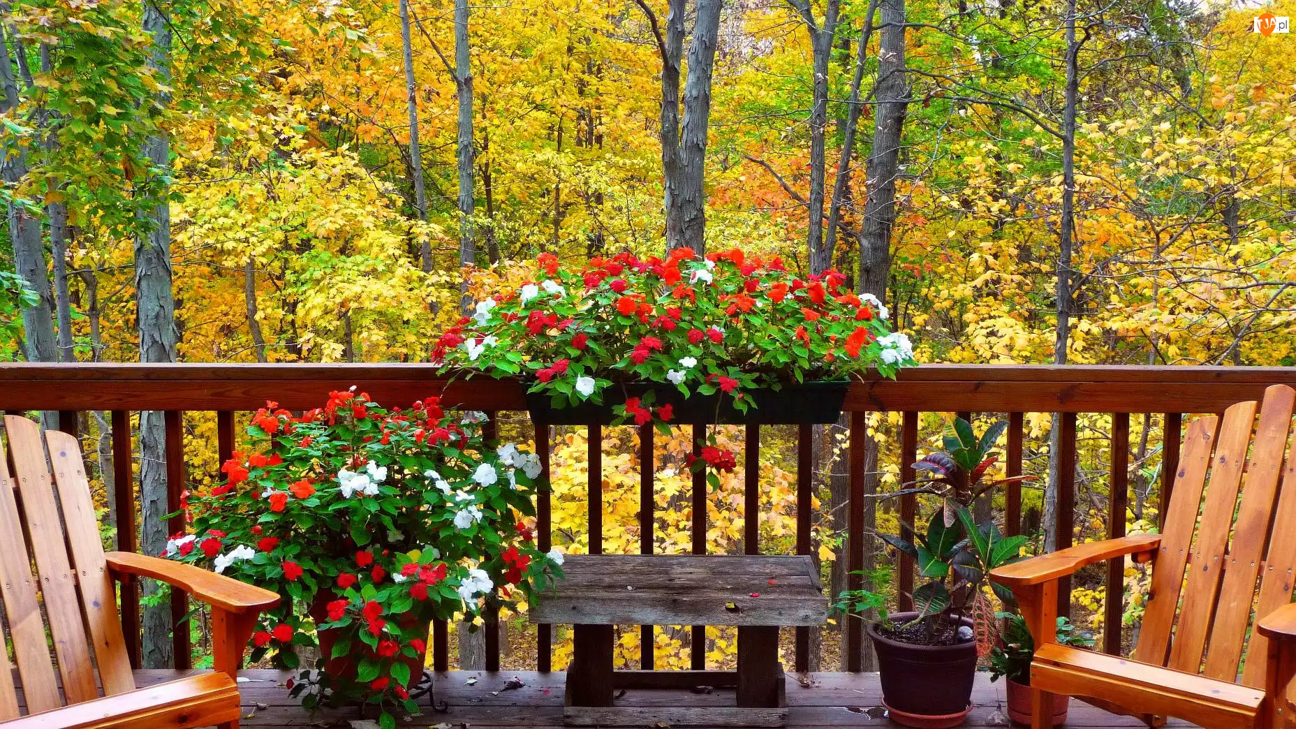 Jesień, Kwiaty, Las, Balkon