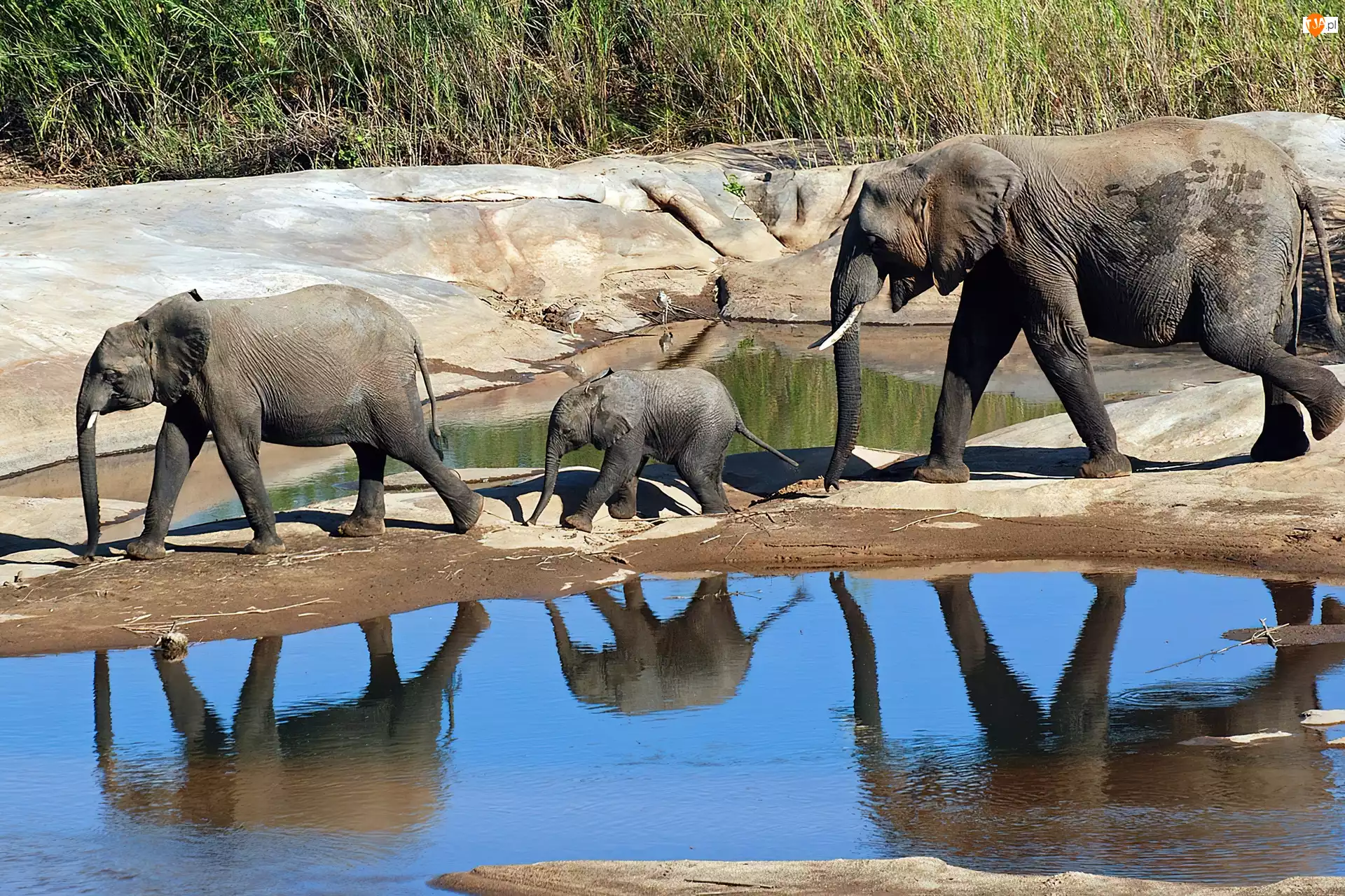 Słonie, Trawa, Rodzina, Woda