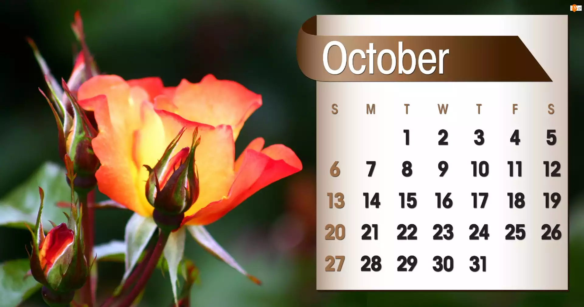 Kalendarz, 2013r, Róże, Październik