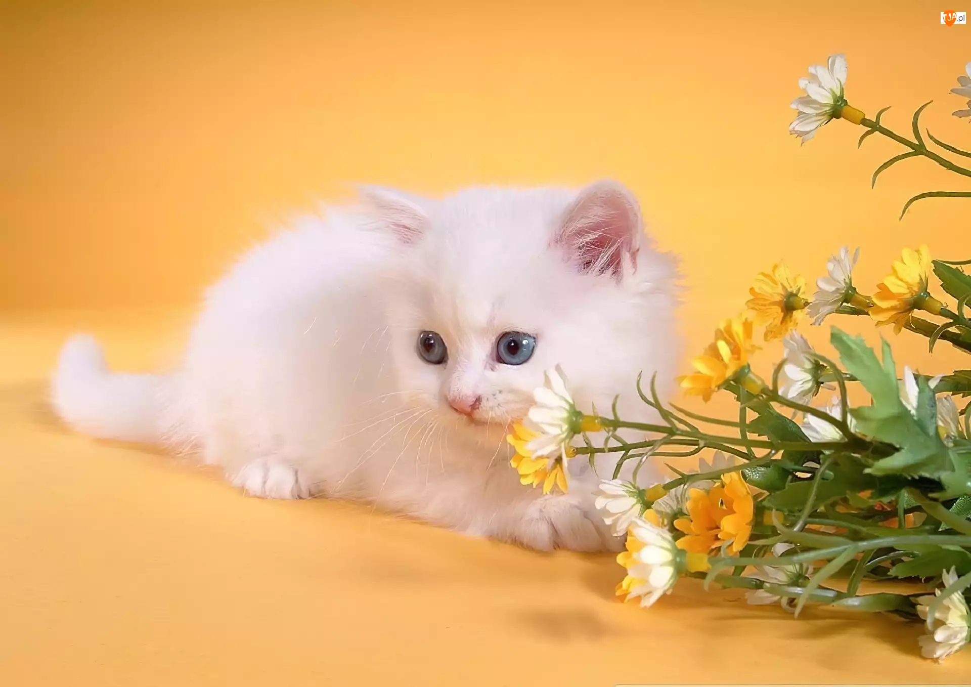Mały, Kwiaty, Biały, Kotek