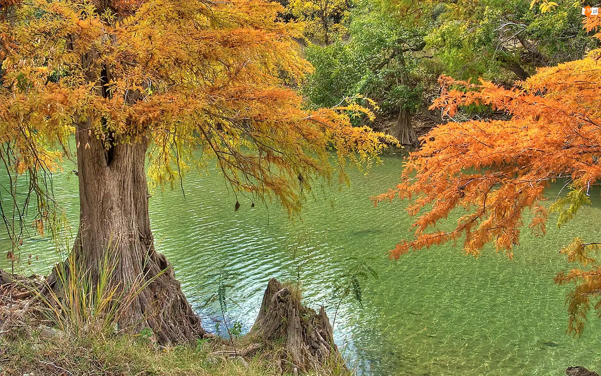 Jesień, Rzeka, Kolorowe, Drzewa