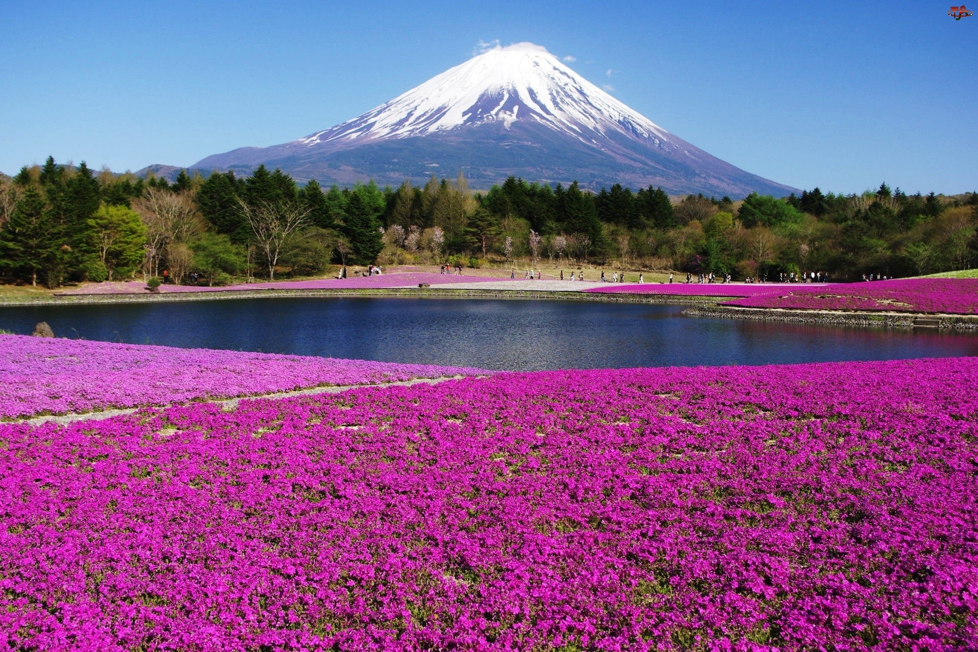 Wulkan, Japonia, Dywan, Kwiatowy