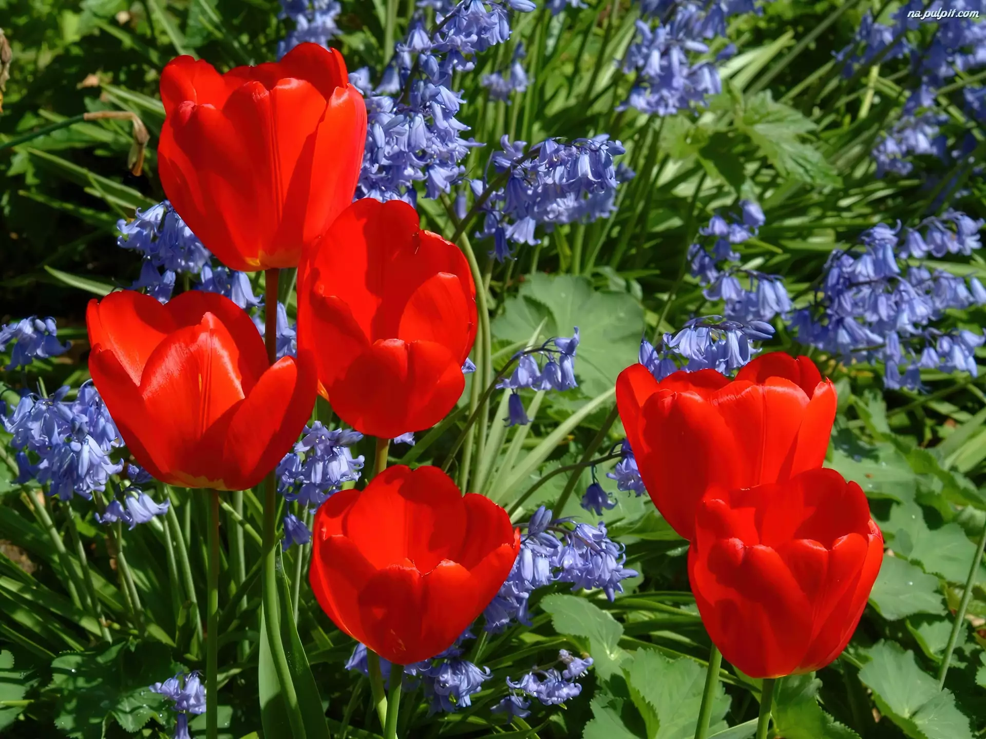 Hiacynt, Czerwone, Tulipany, Niebieski