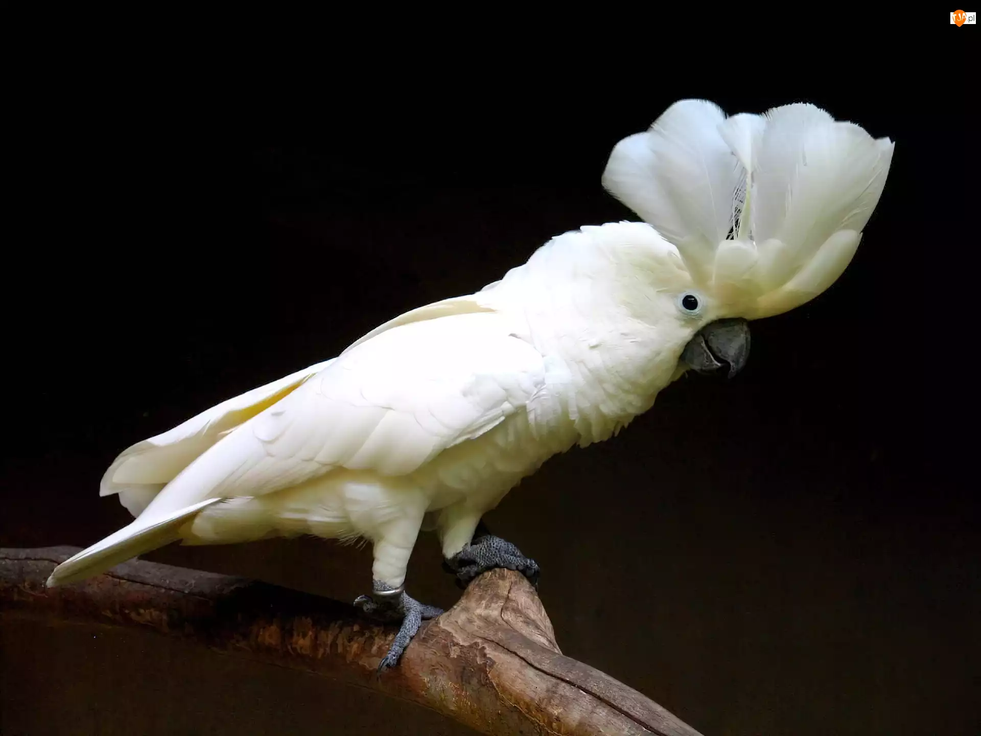 Papuga, Konar, Biała, Kakadu