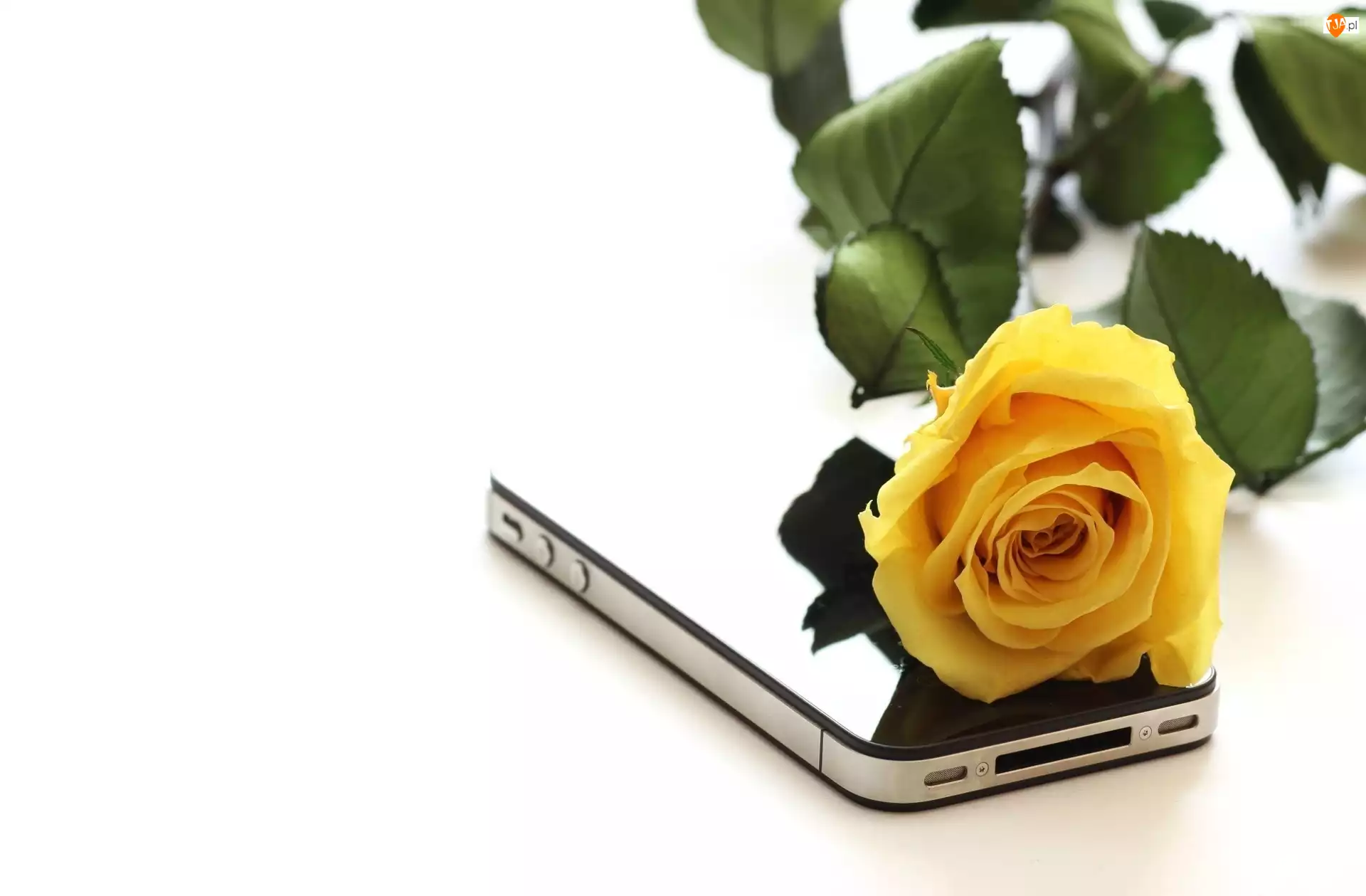 Telefon, Żółta, Róża