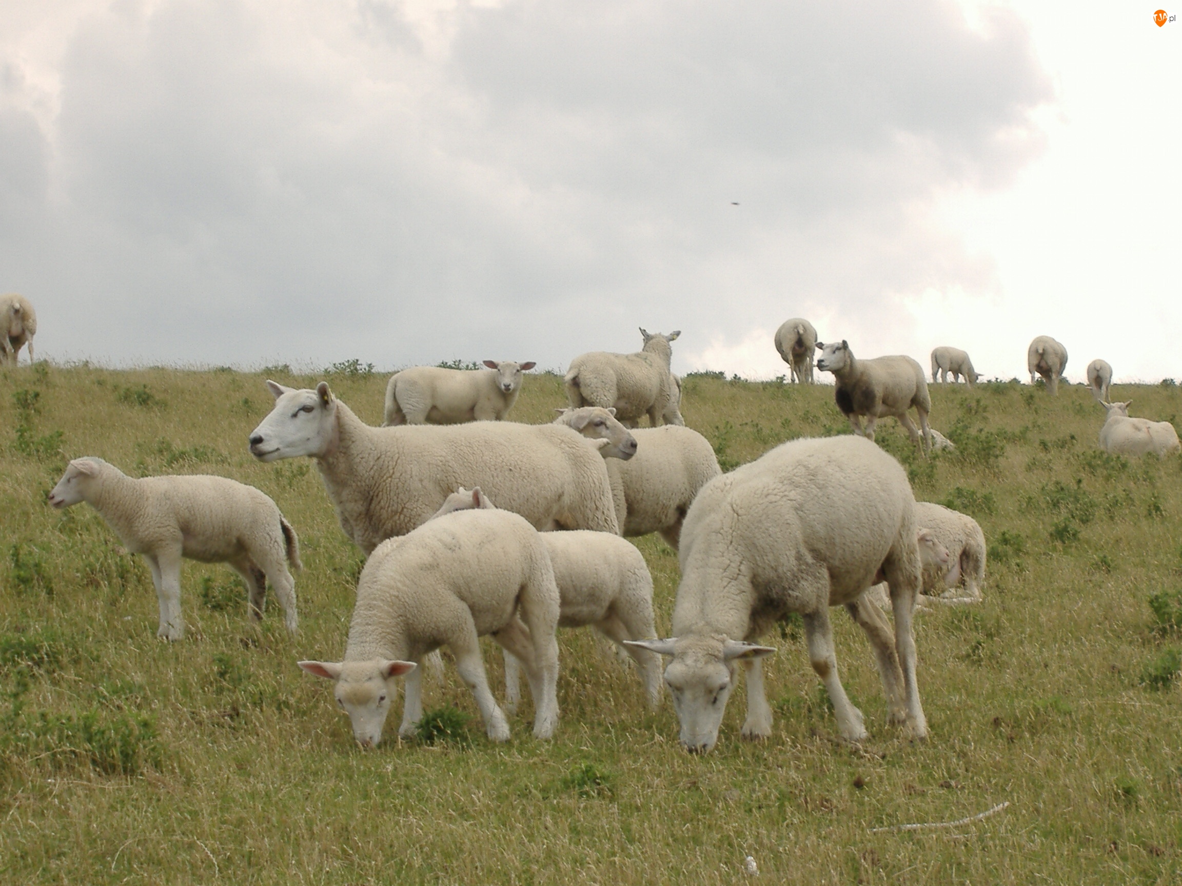 Owieczki na Pastwisku