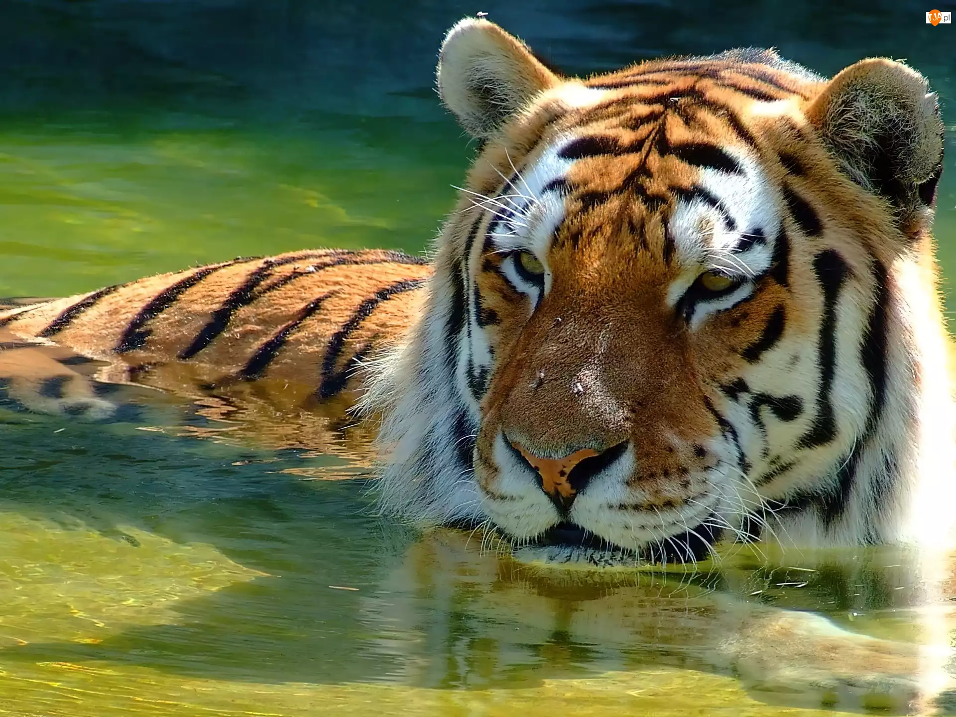 Kąpiel, Tygrys, Rzeka