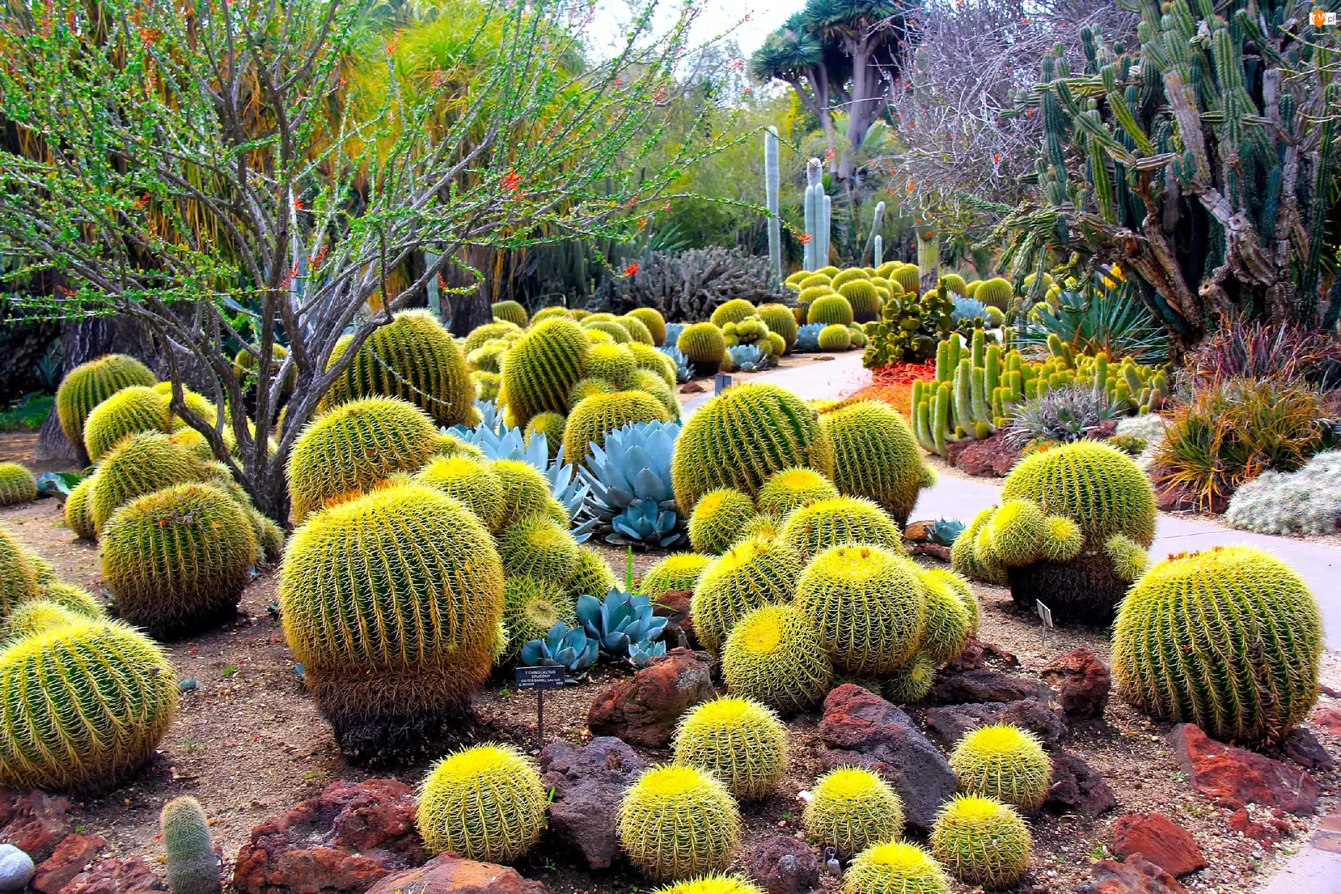 Kaktusy, Ogród, Botaniczny