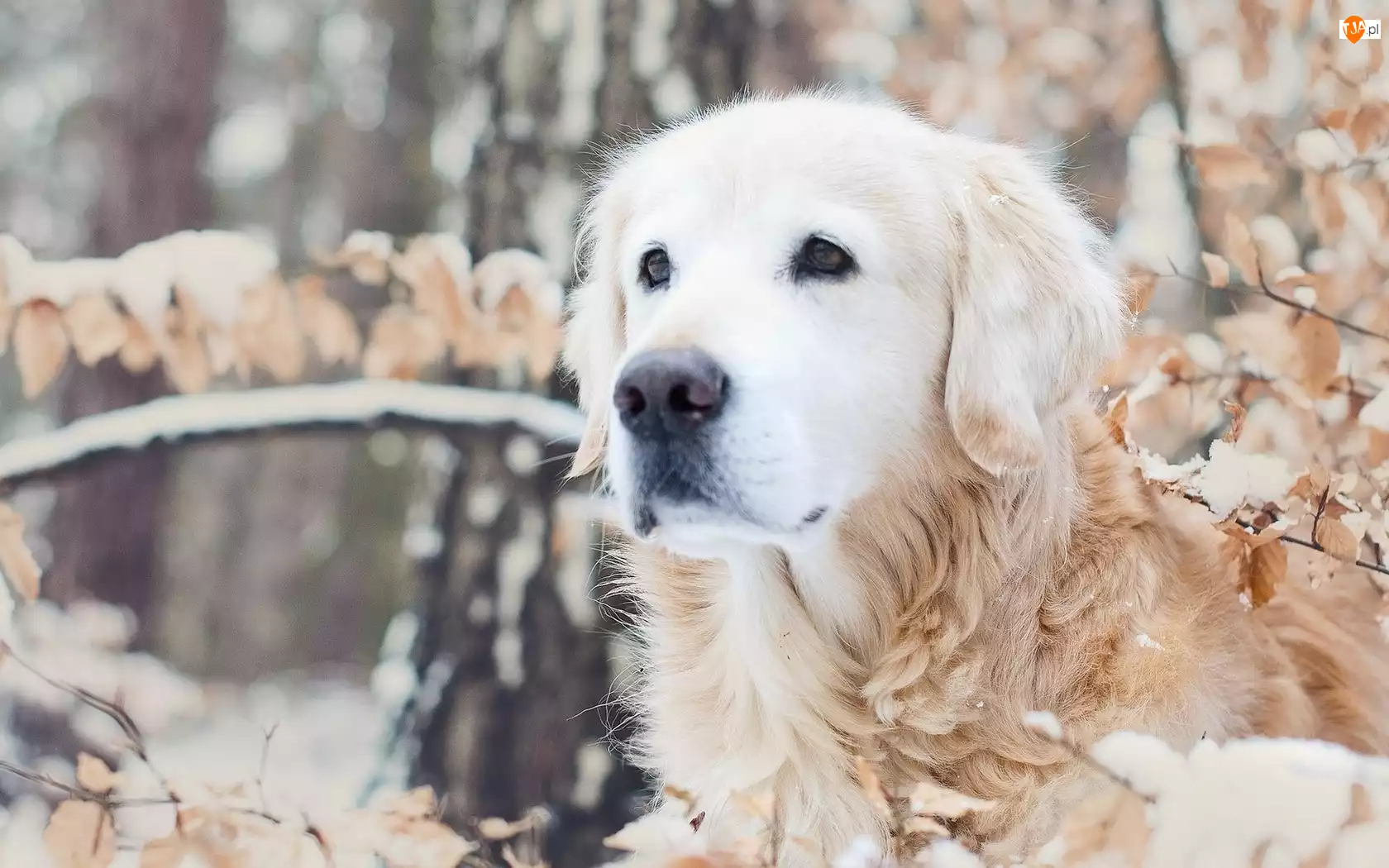 Golden, Retriever