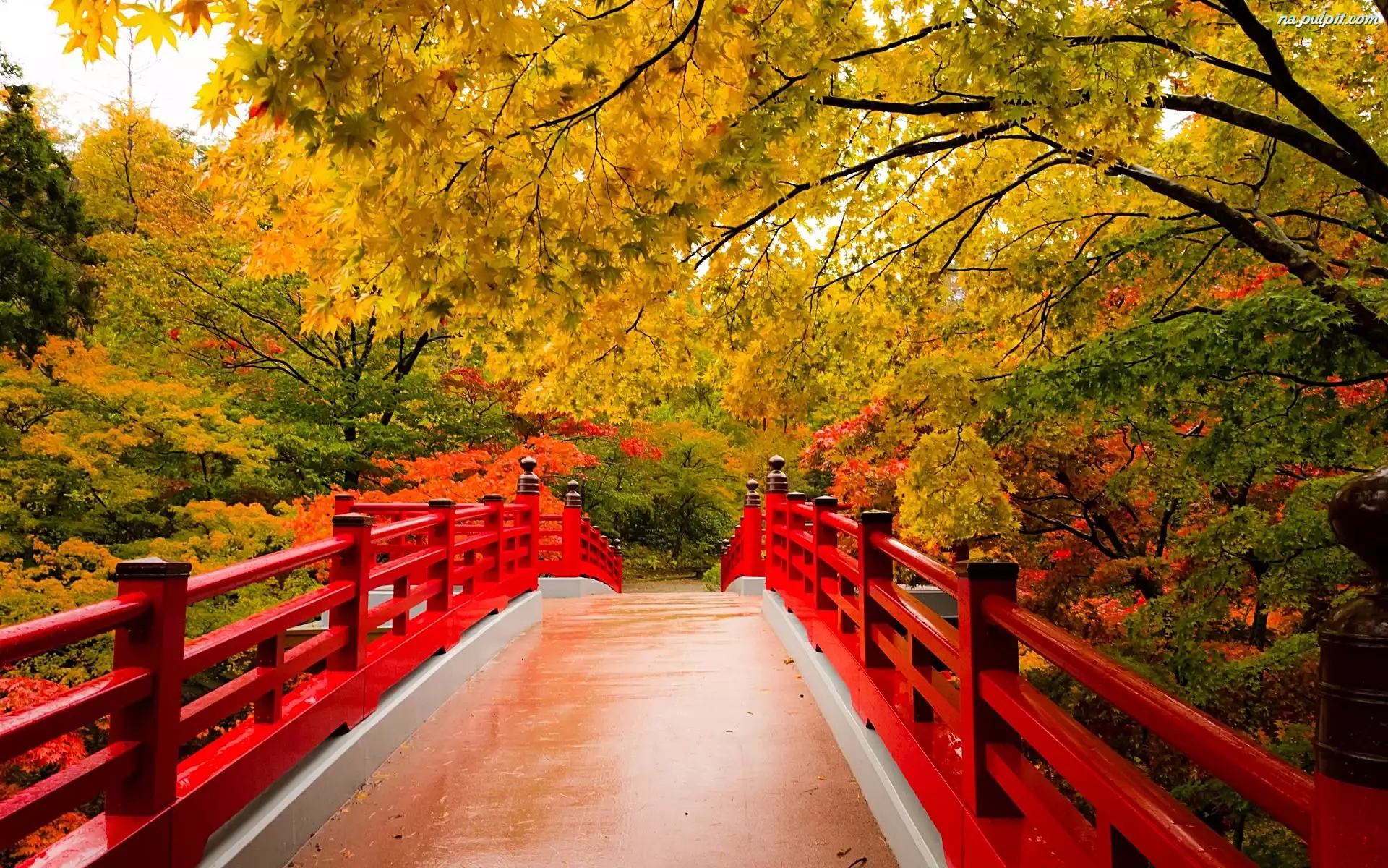 Most, Jesień, Drzewa, Czerwony