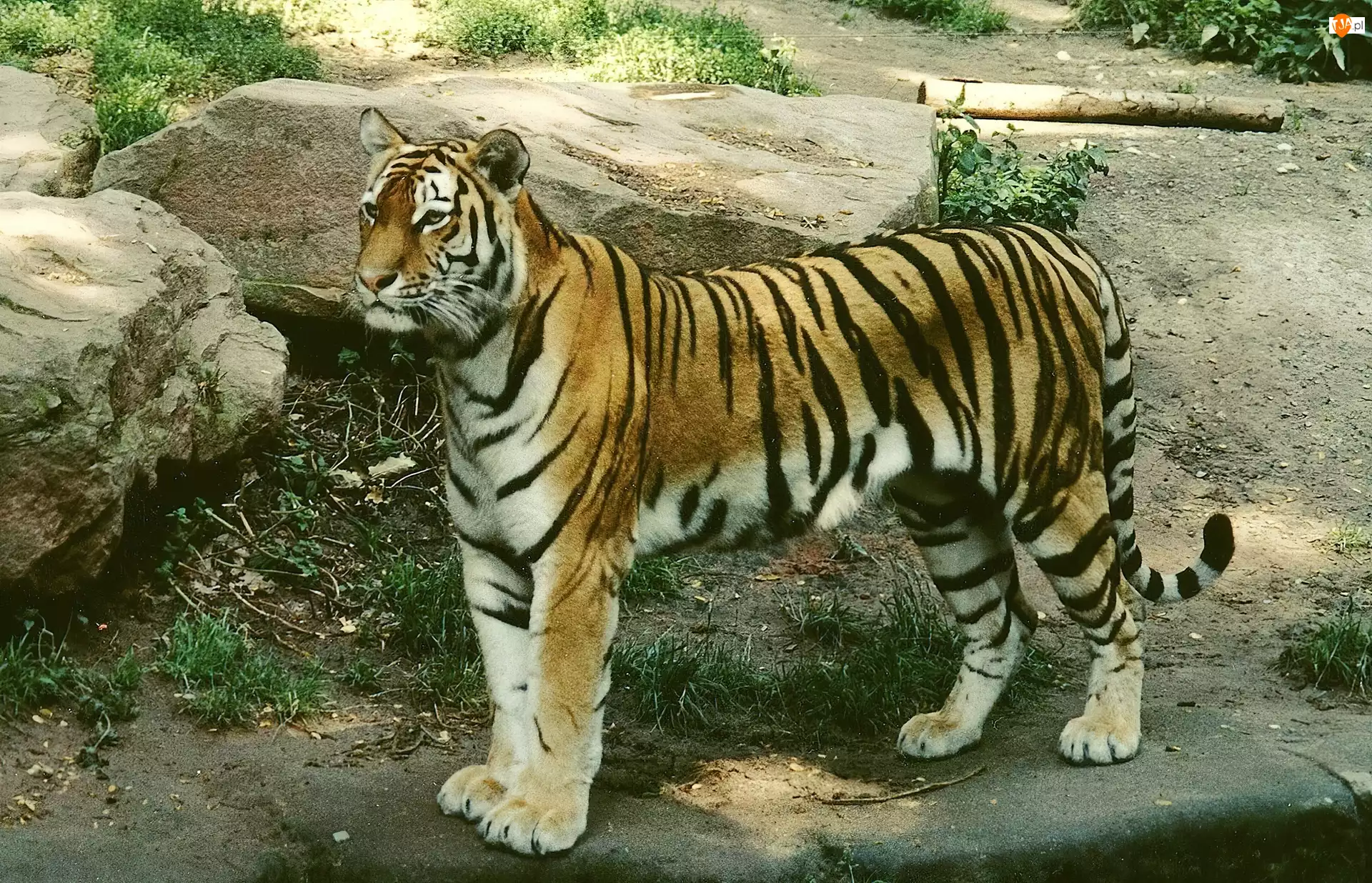 Kamienie, Tygrys