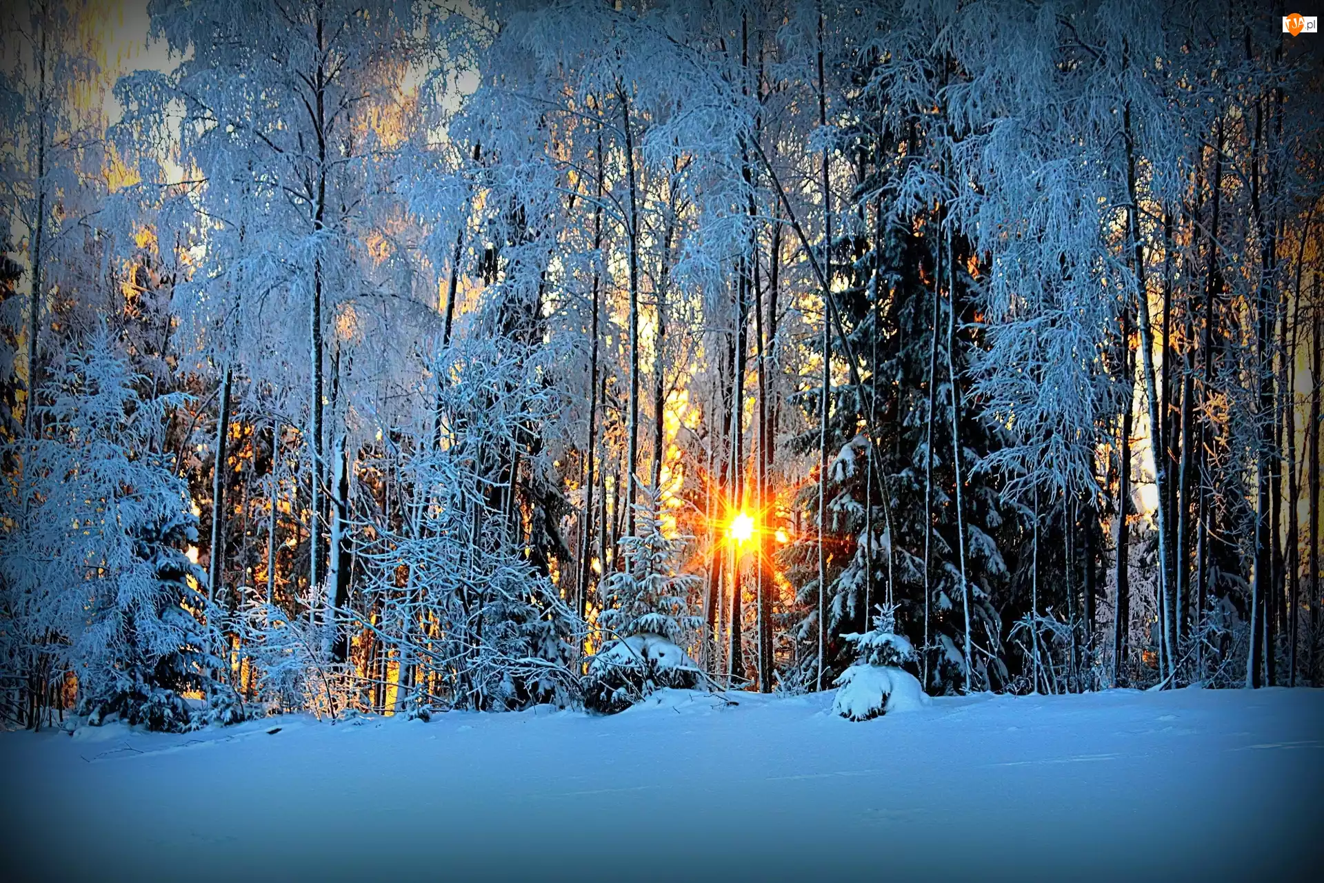 Las, Zima, Przebijające, Światło