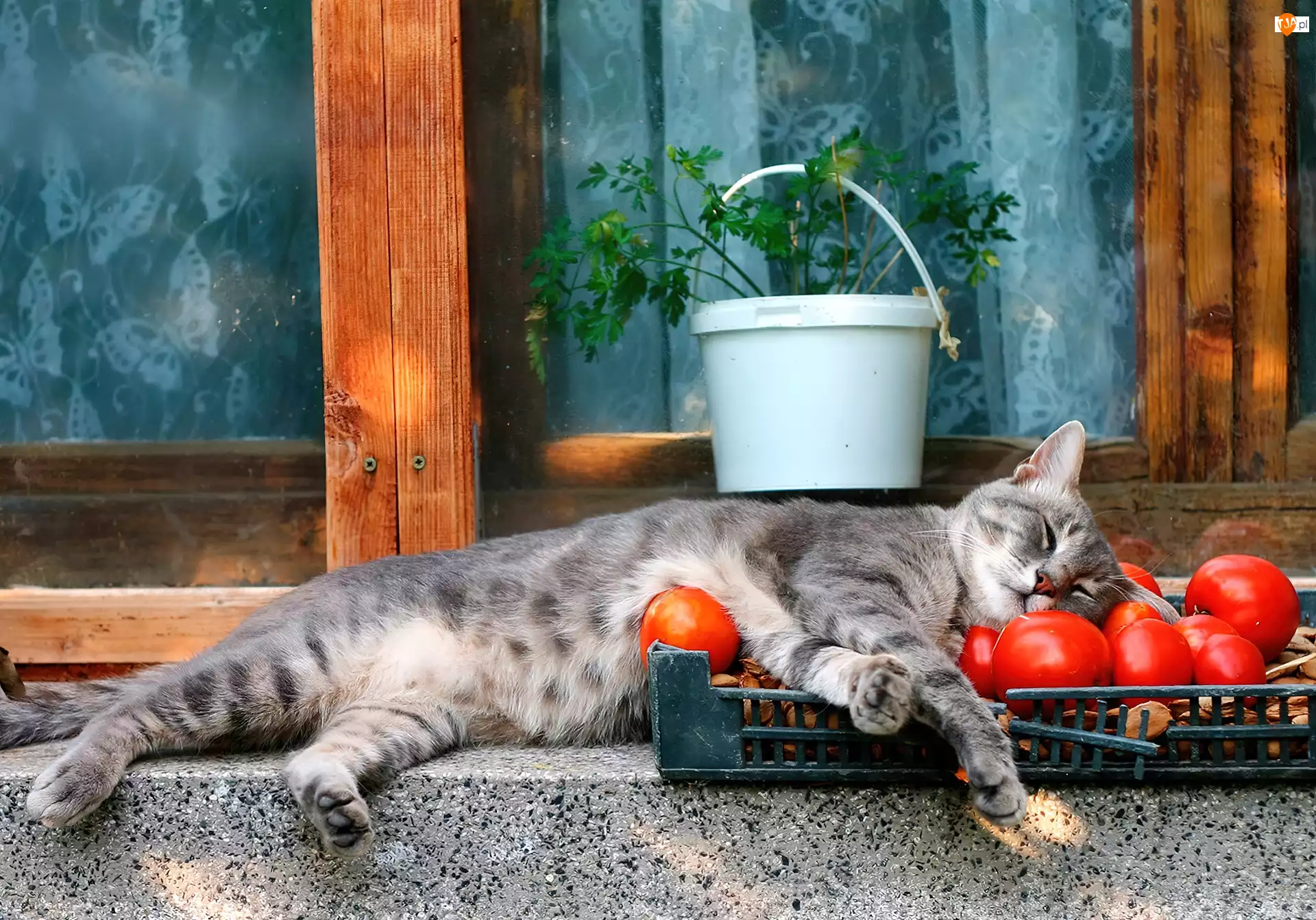 Pomidory, Śpiący, Kotek