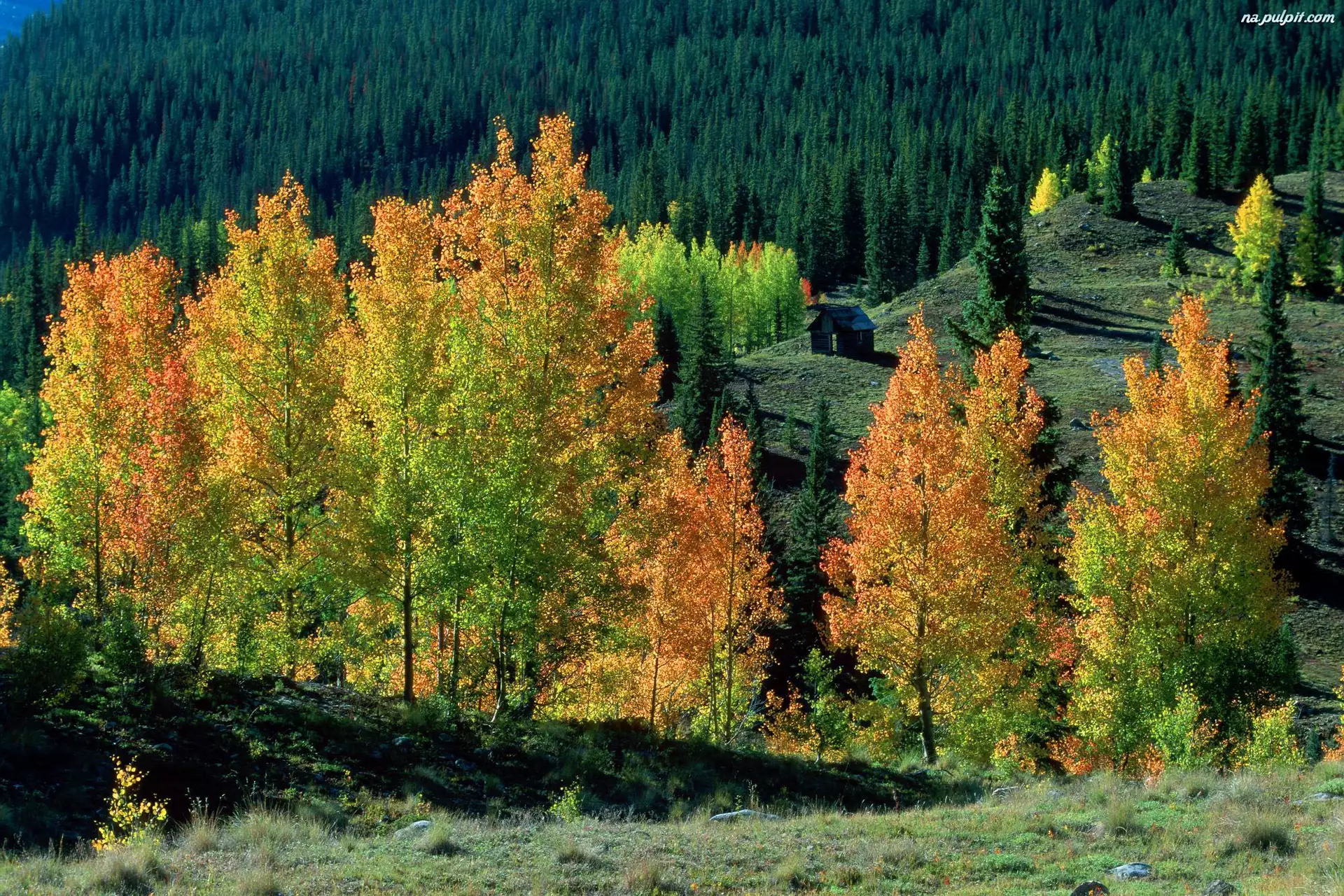Jesień, Lasy, Drzewa, Kolorowe, Domek