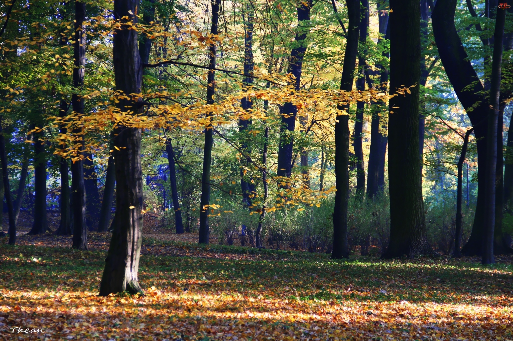 Park, Kolorowy, Jesienny